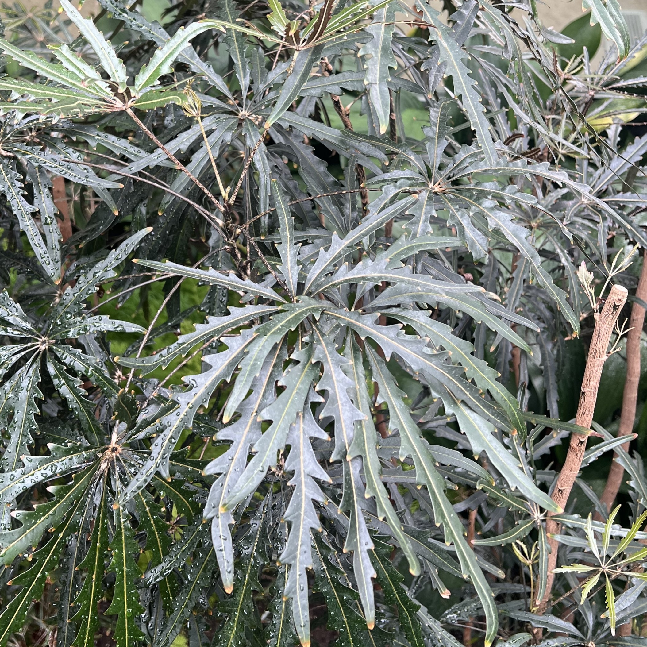 tall red-ish woody stems with palmate dark green, serrated leaves