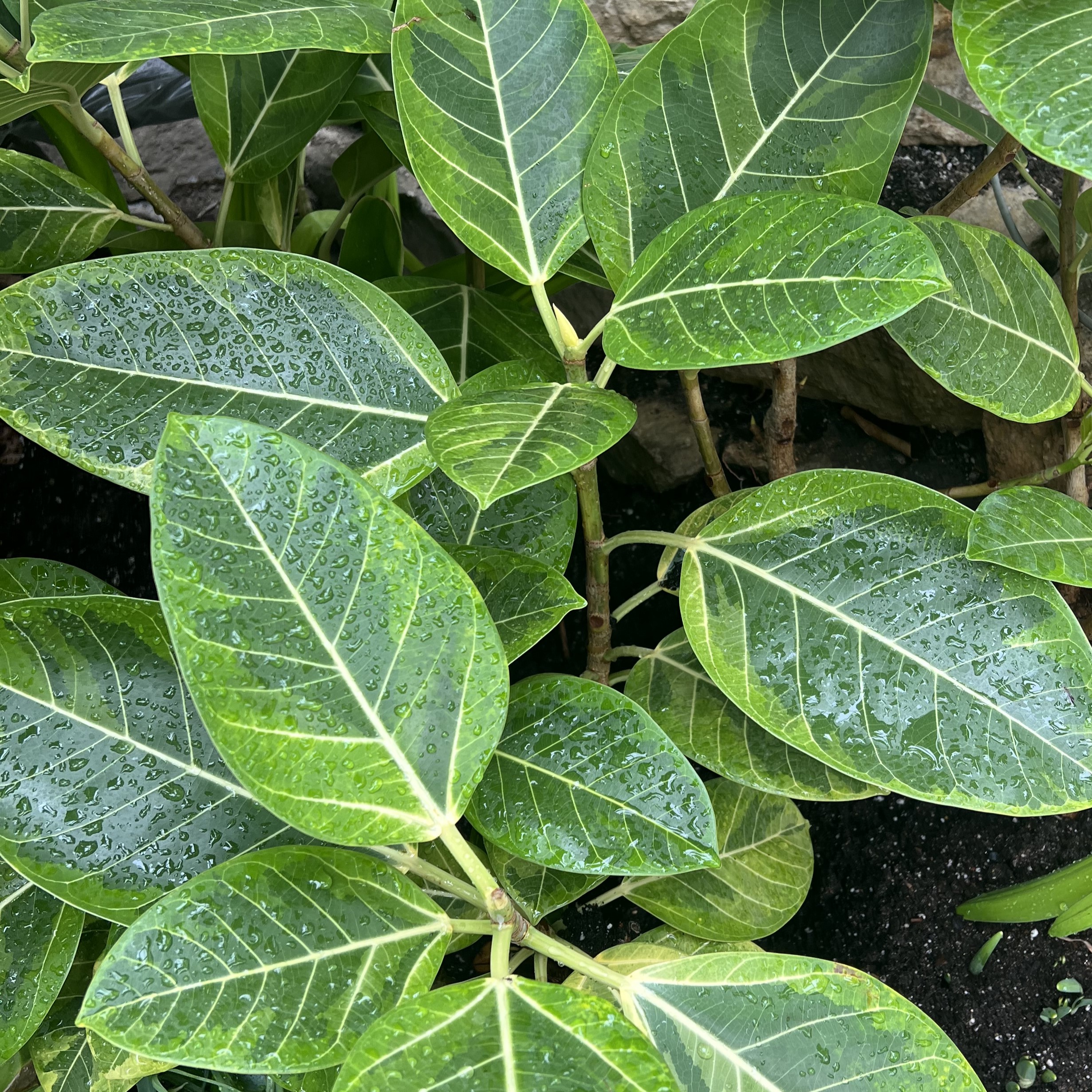 woody stems with oval, yellow/green leaves
