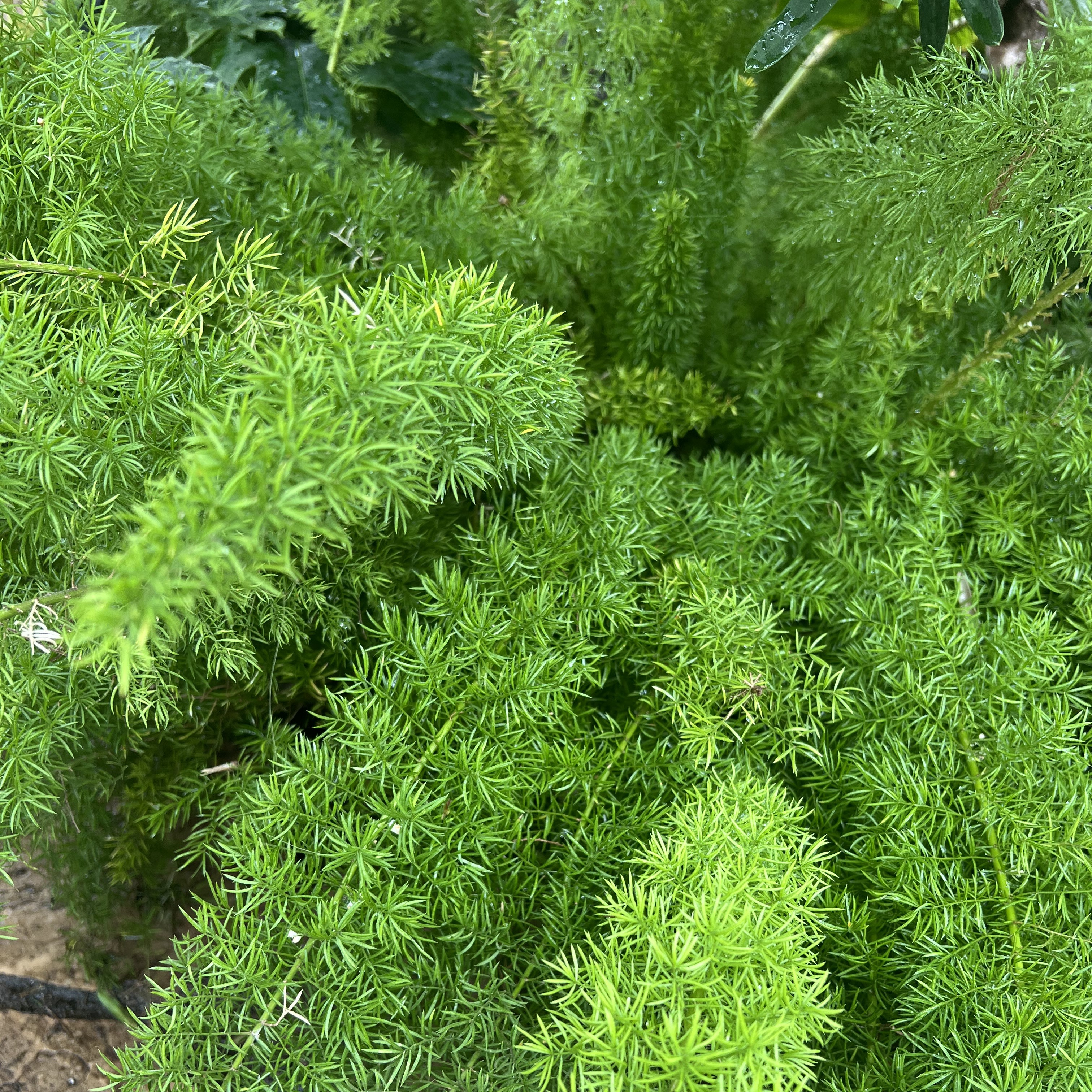 bright green, feathery fronds