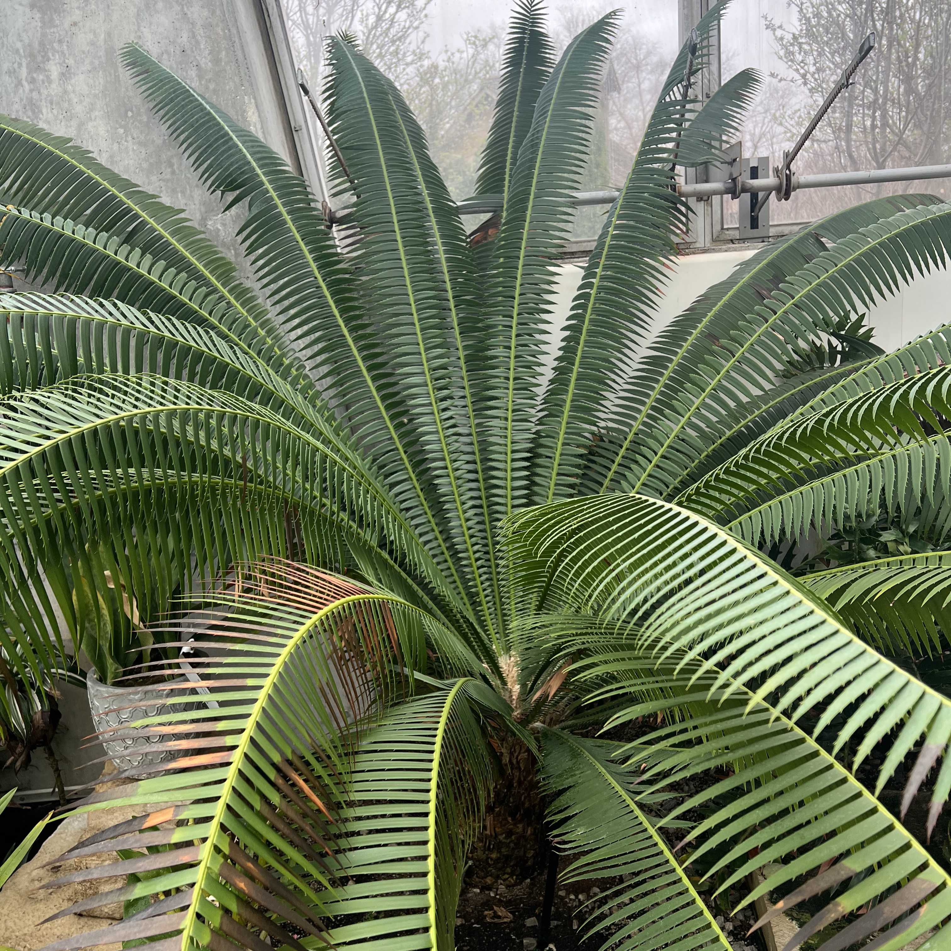 a large plant with small, spiky leaves
