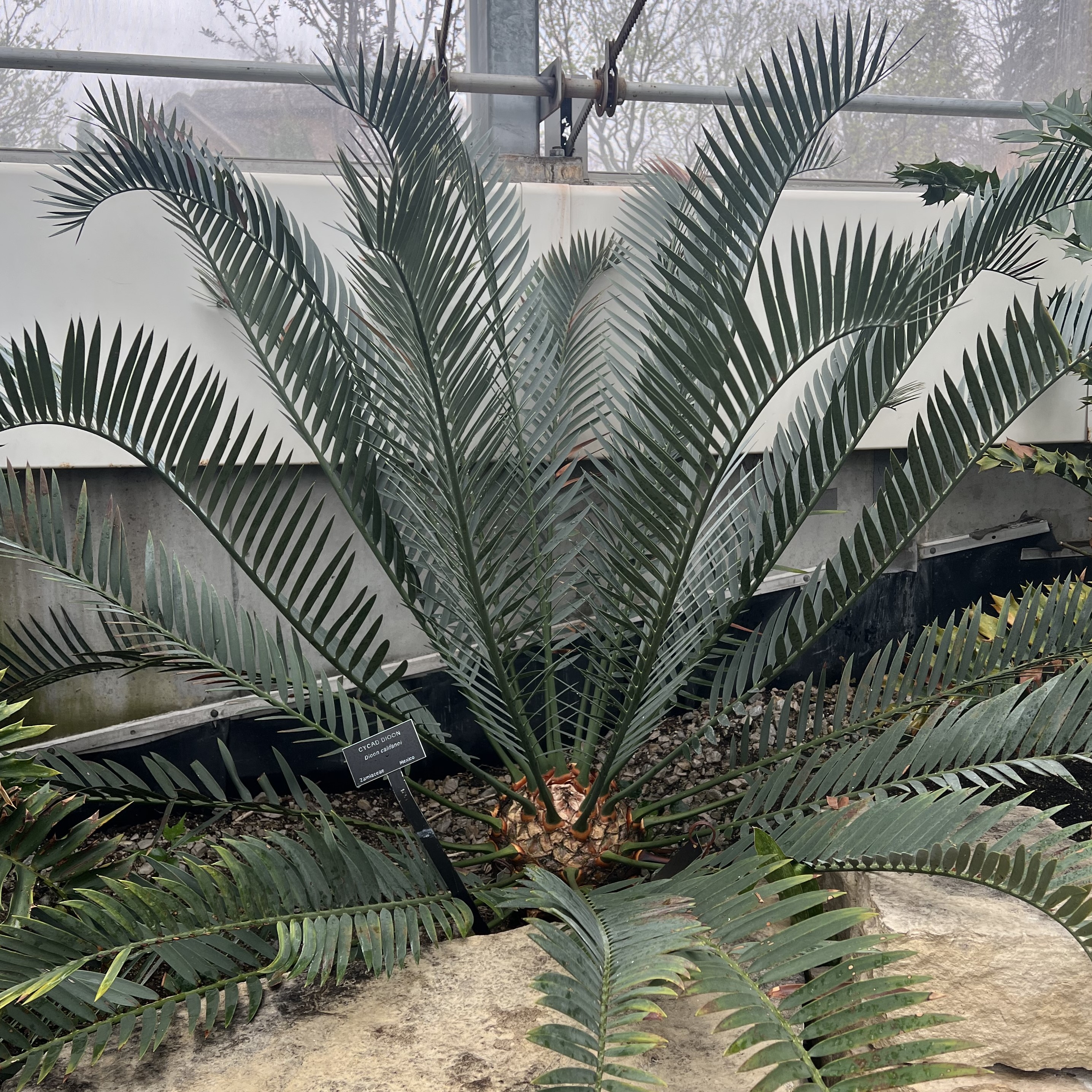 a large plant with small, spiky leaves