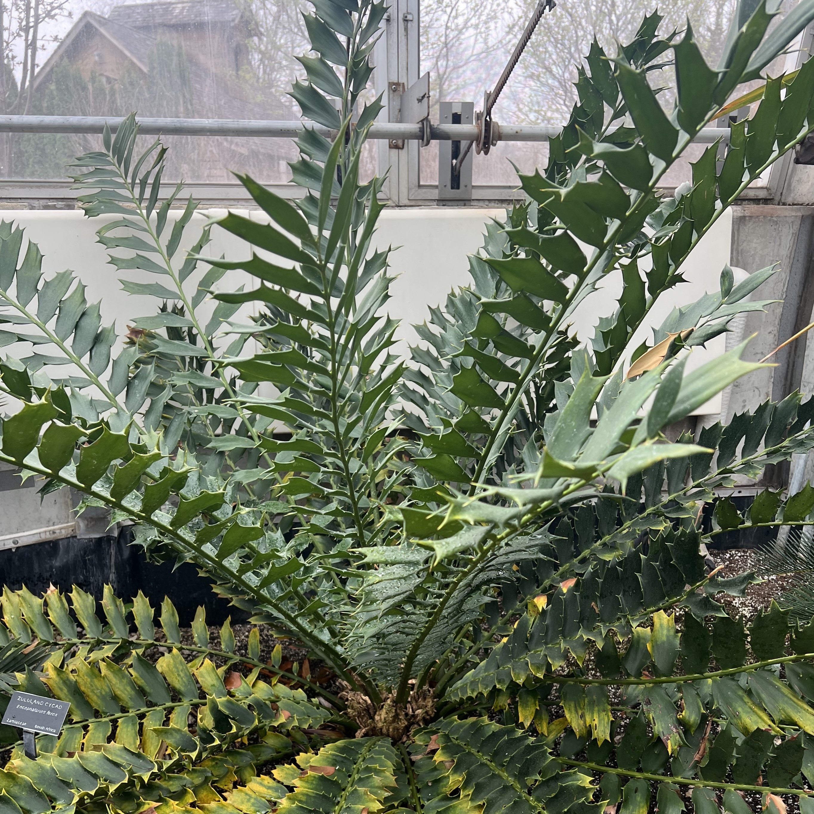 a large plant with small, spiky leaves