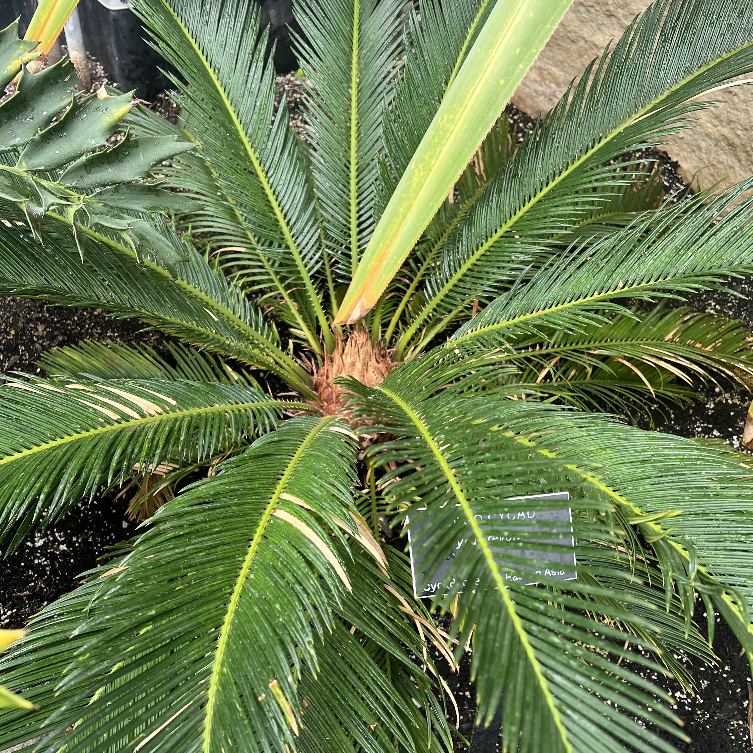 a small plant with many small, spiky leaves