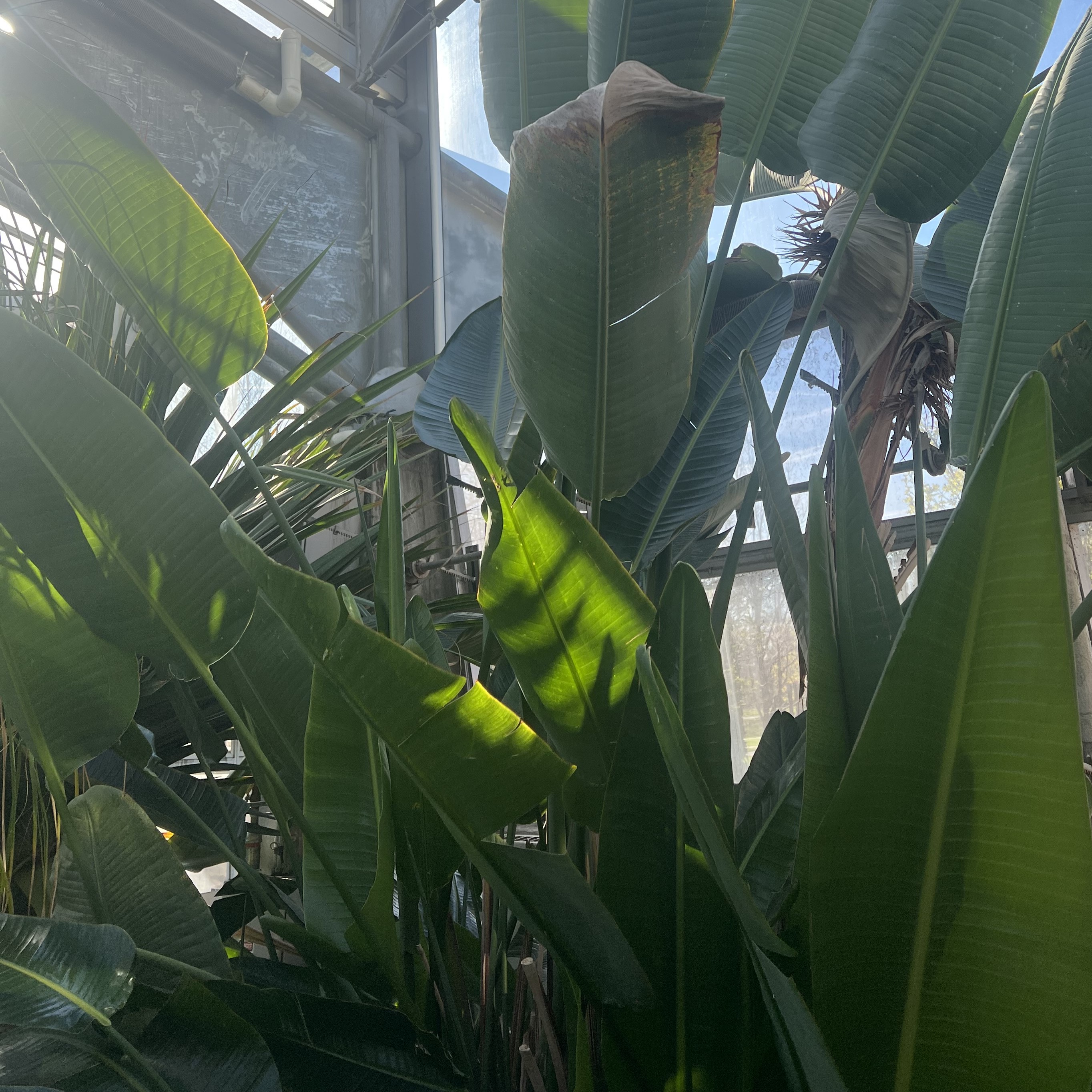giant palm leaves growing from long, upright stems