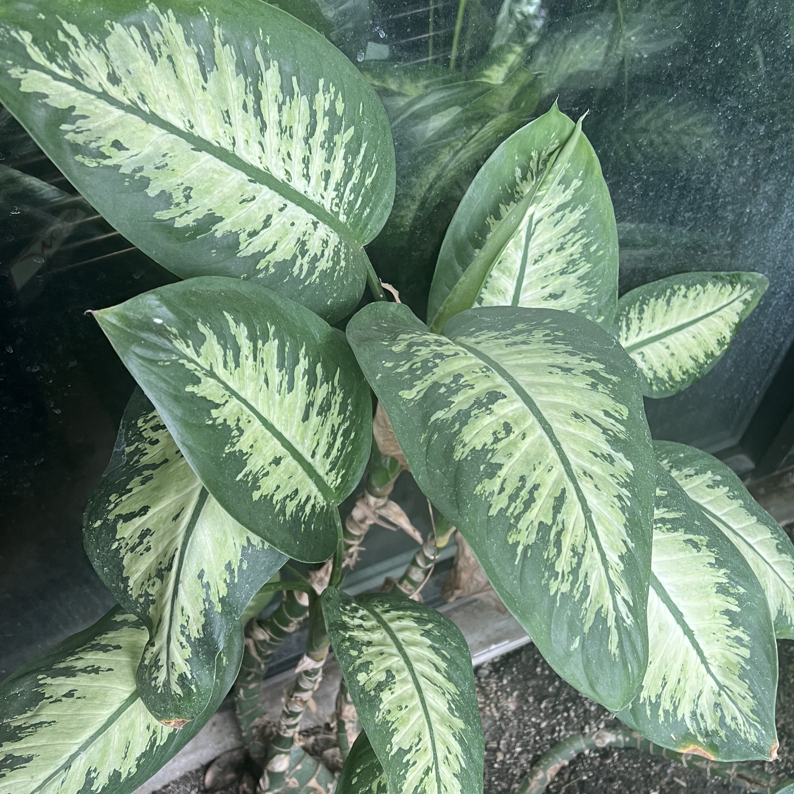 dark green leaves with light green and white variegation in the center