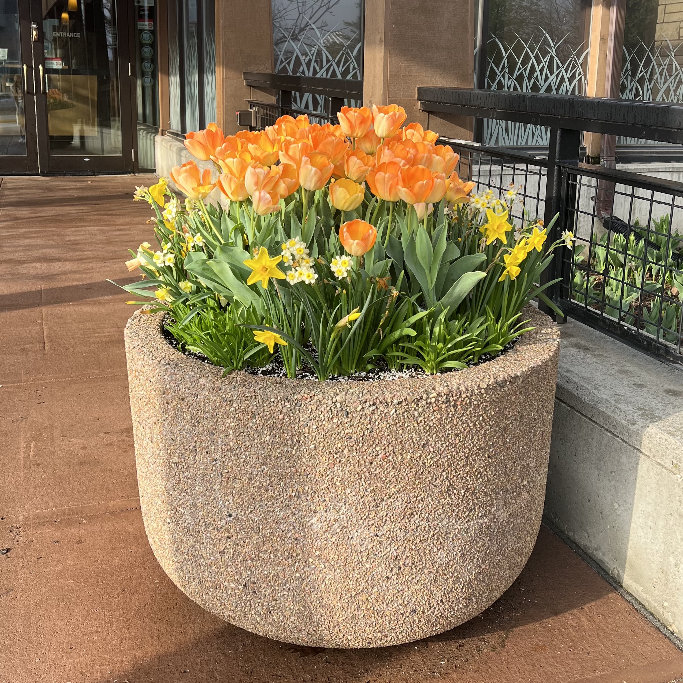 a large stone container with tulips and daffodils