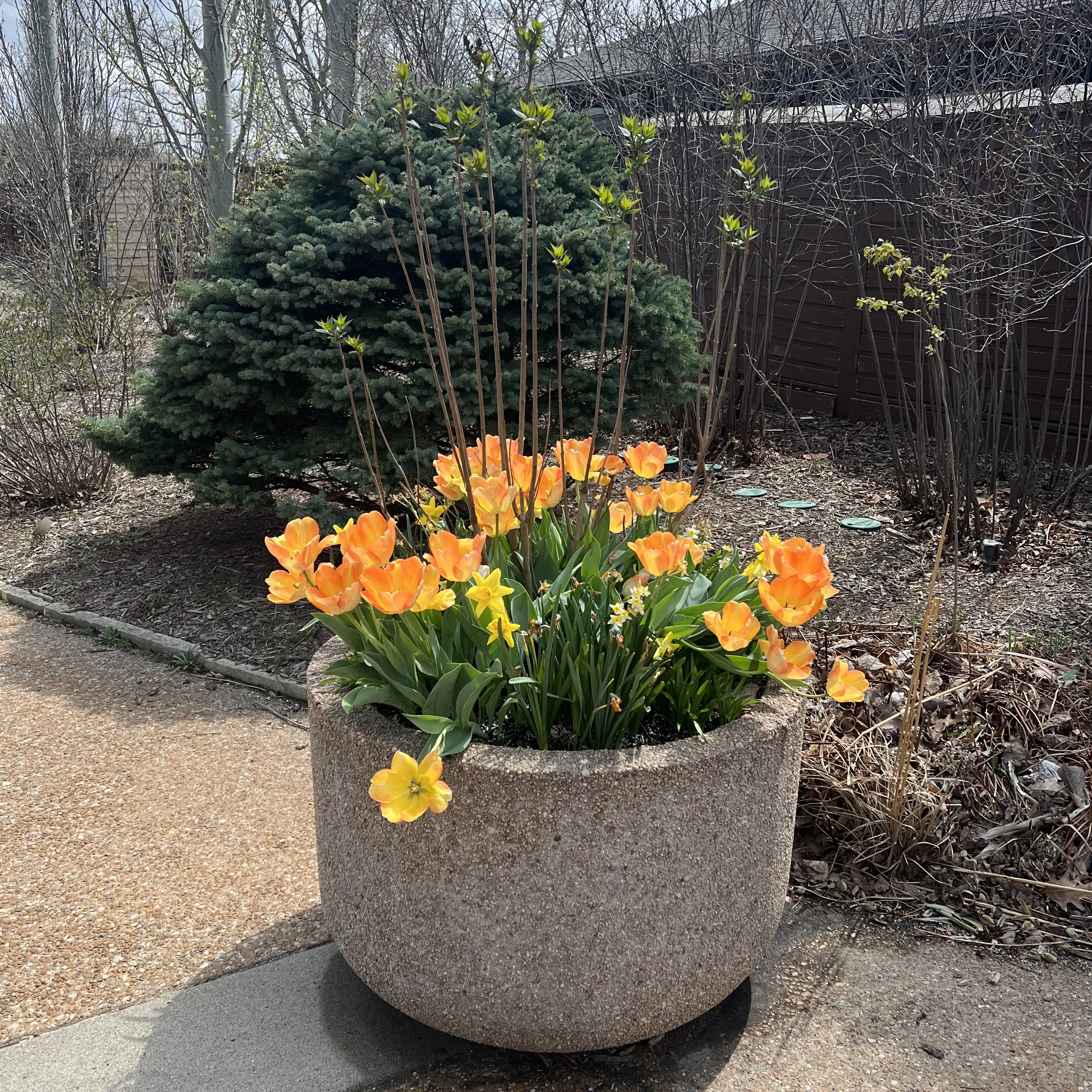 a large stone container with tulips, daffodils, and lilac
