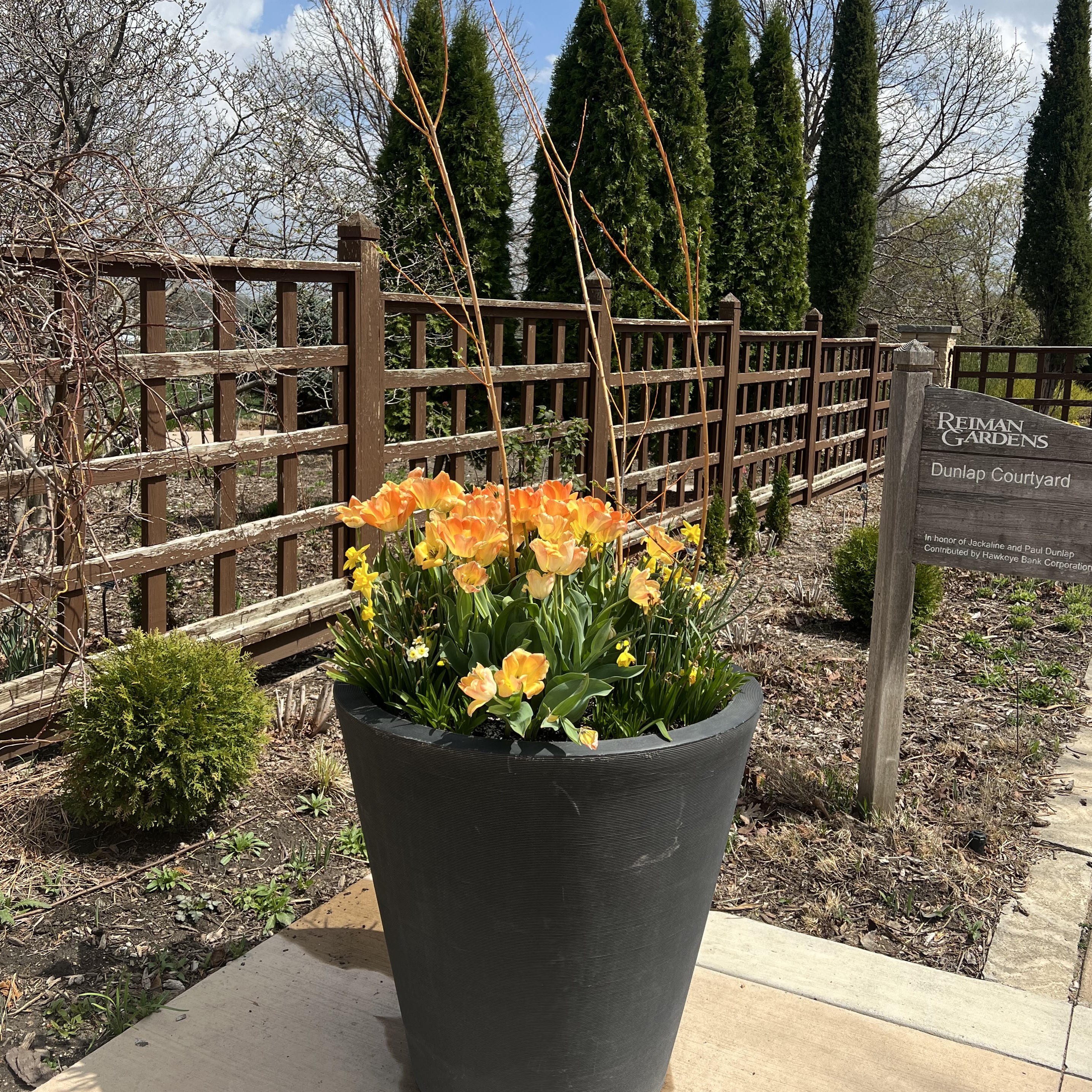 a tall black container with tulips, daffodils, and willows