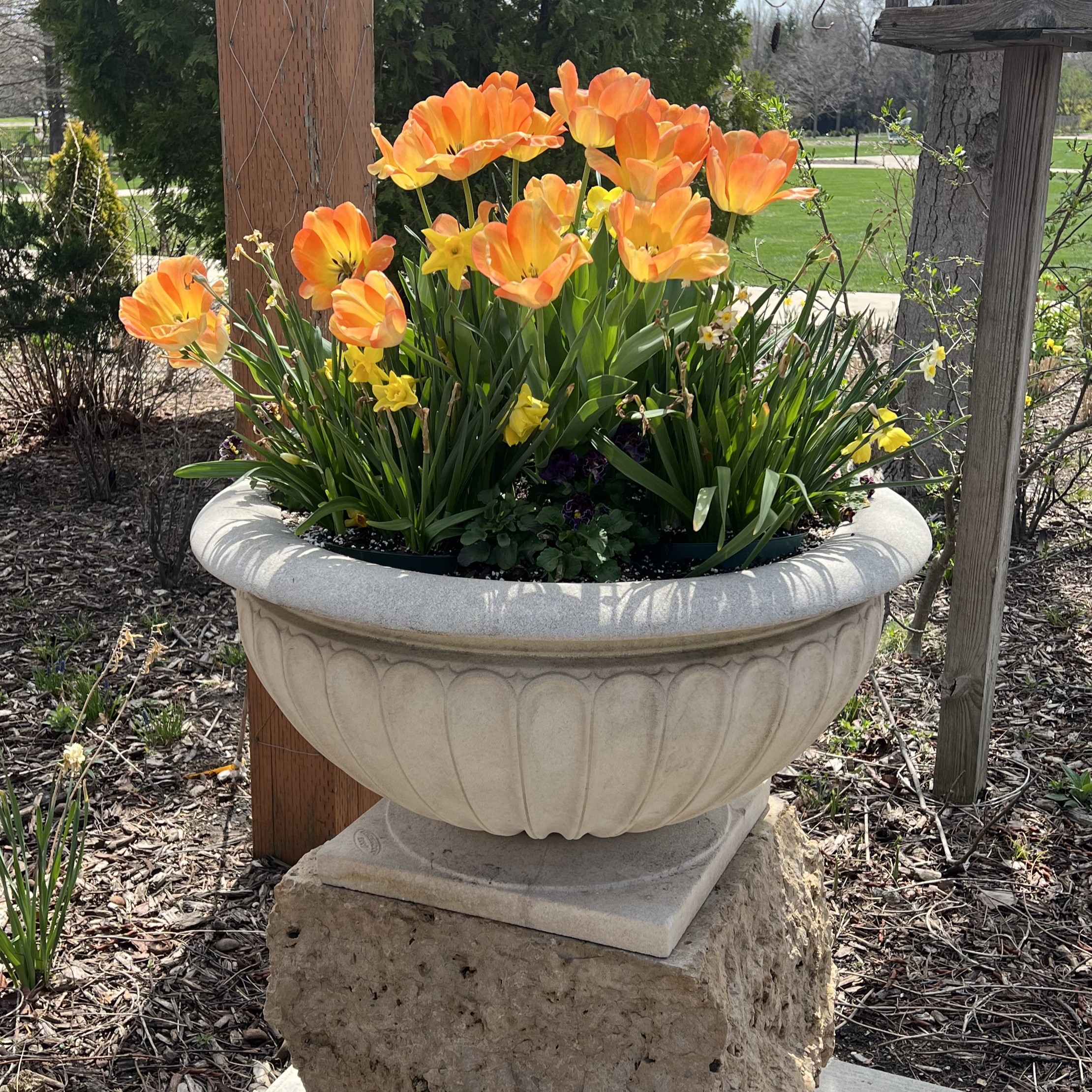 a small stone container with tulips, daffodils, and pansies