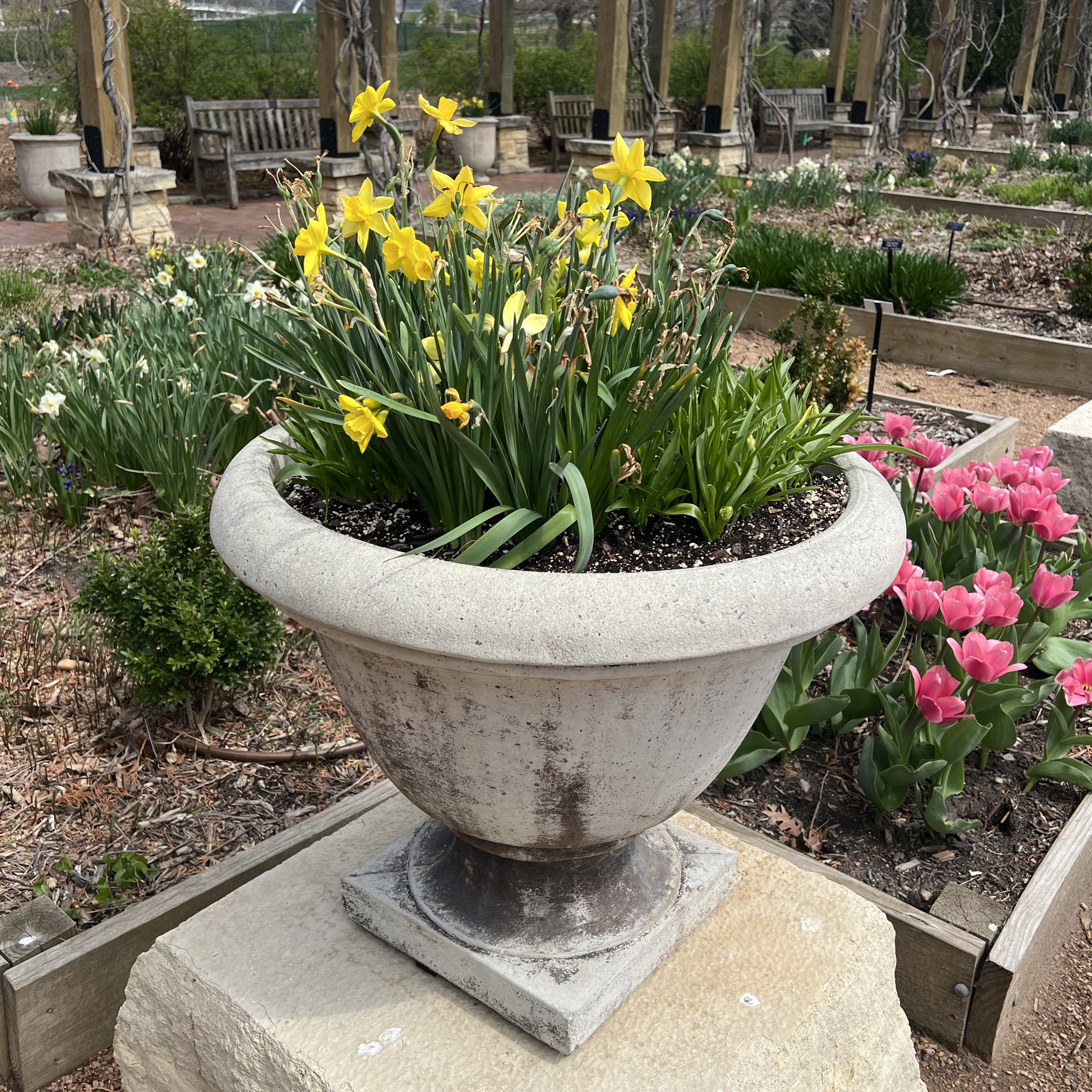 small stone containers with daffodils and spanish bluebells