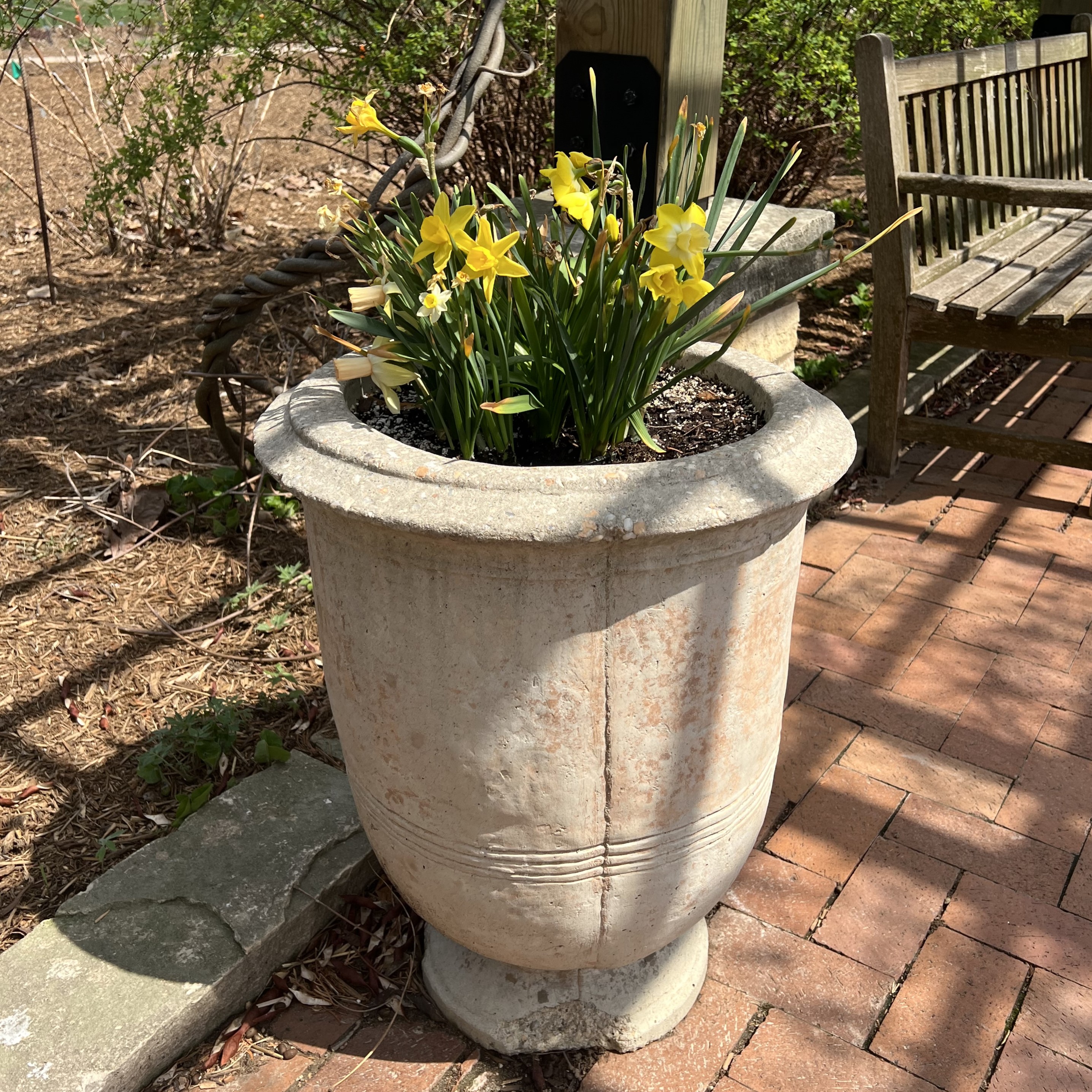 tall stone containers with daffodils