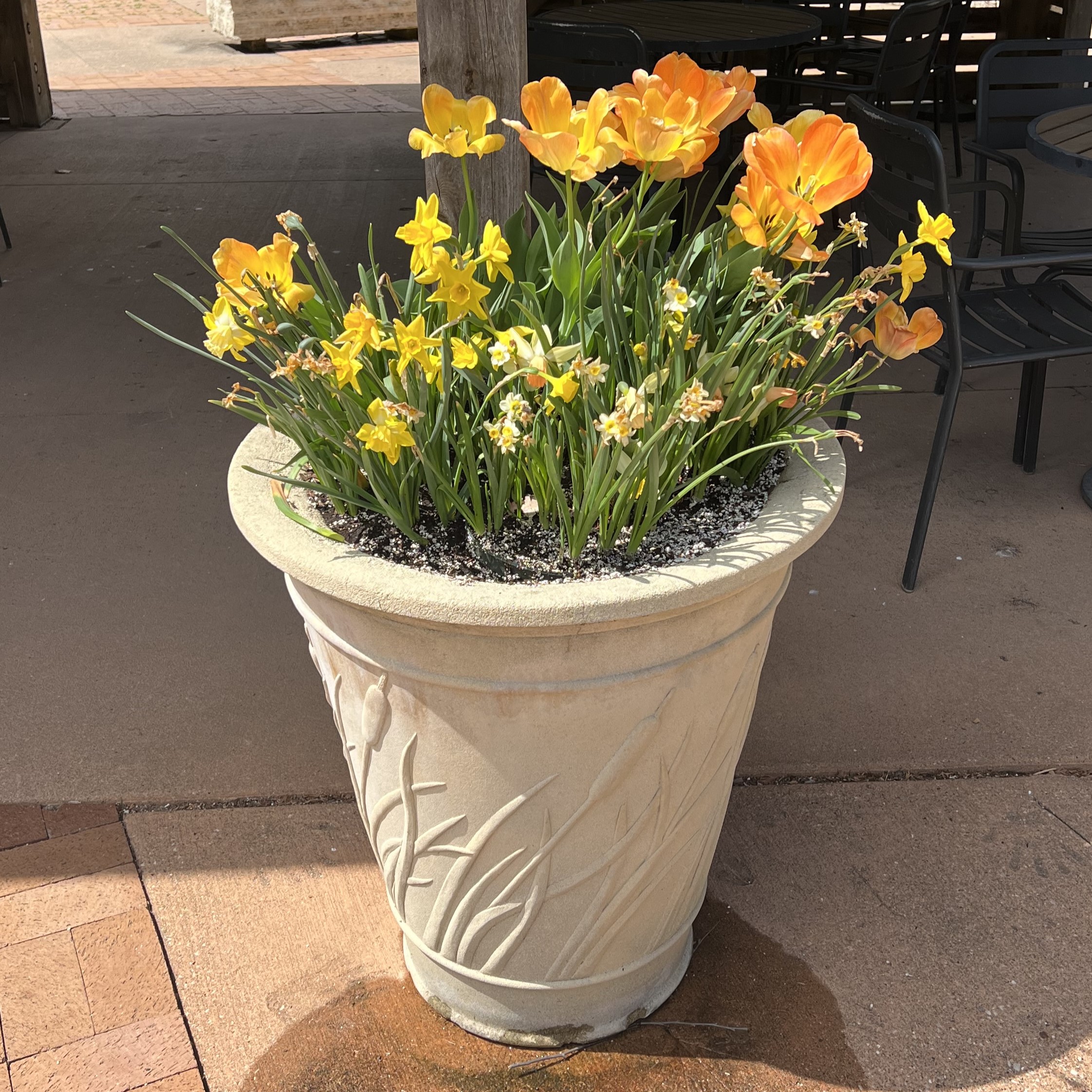 a tall stone container with tulips and daffodils