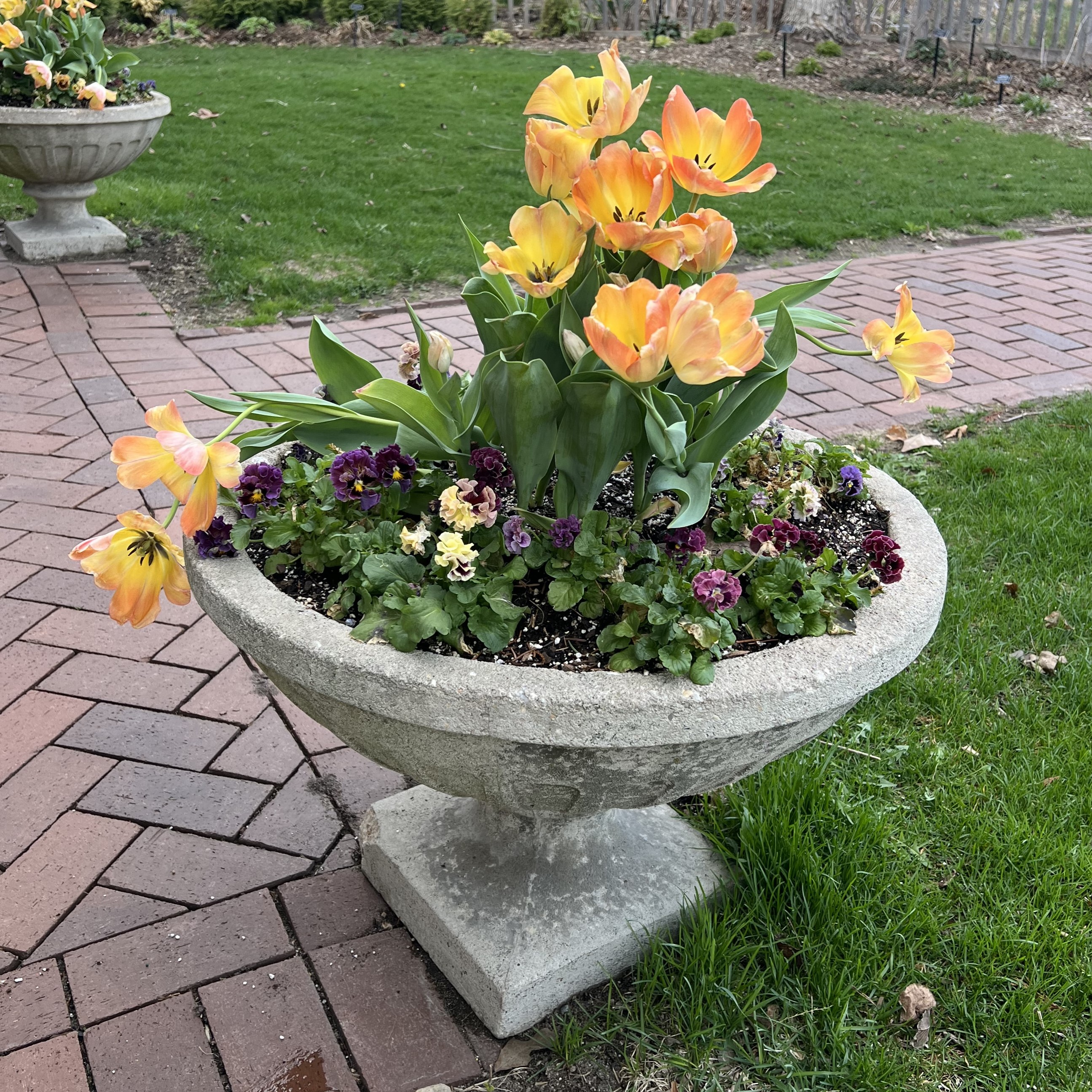 a small stone container with tulips and pansies