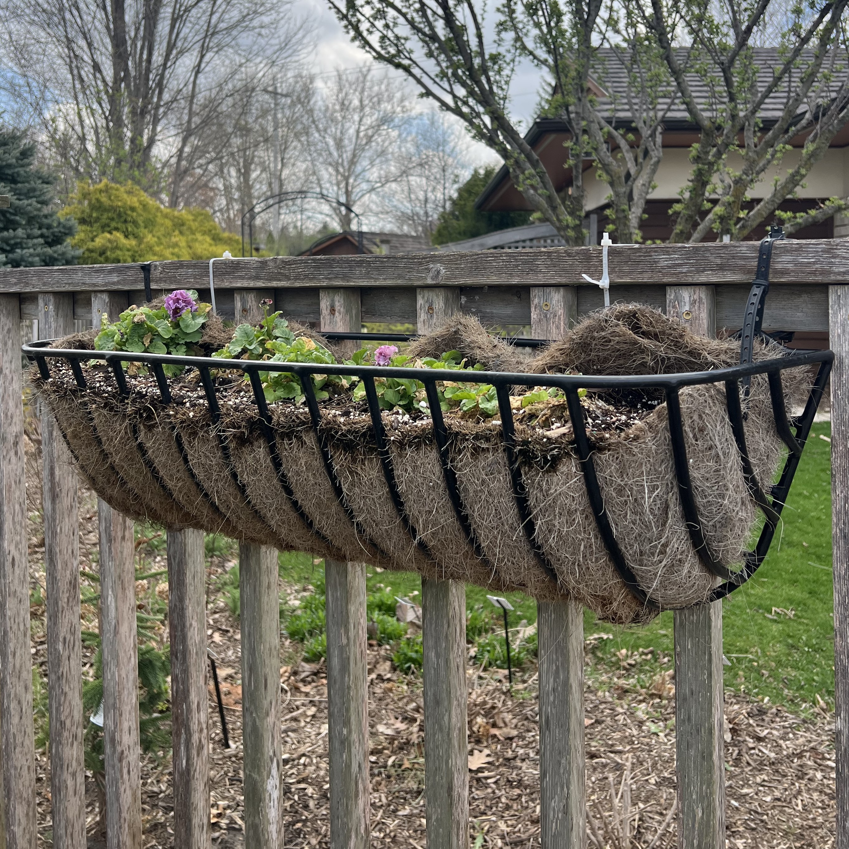 a metal hanging basket with pansies