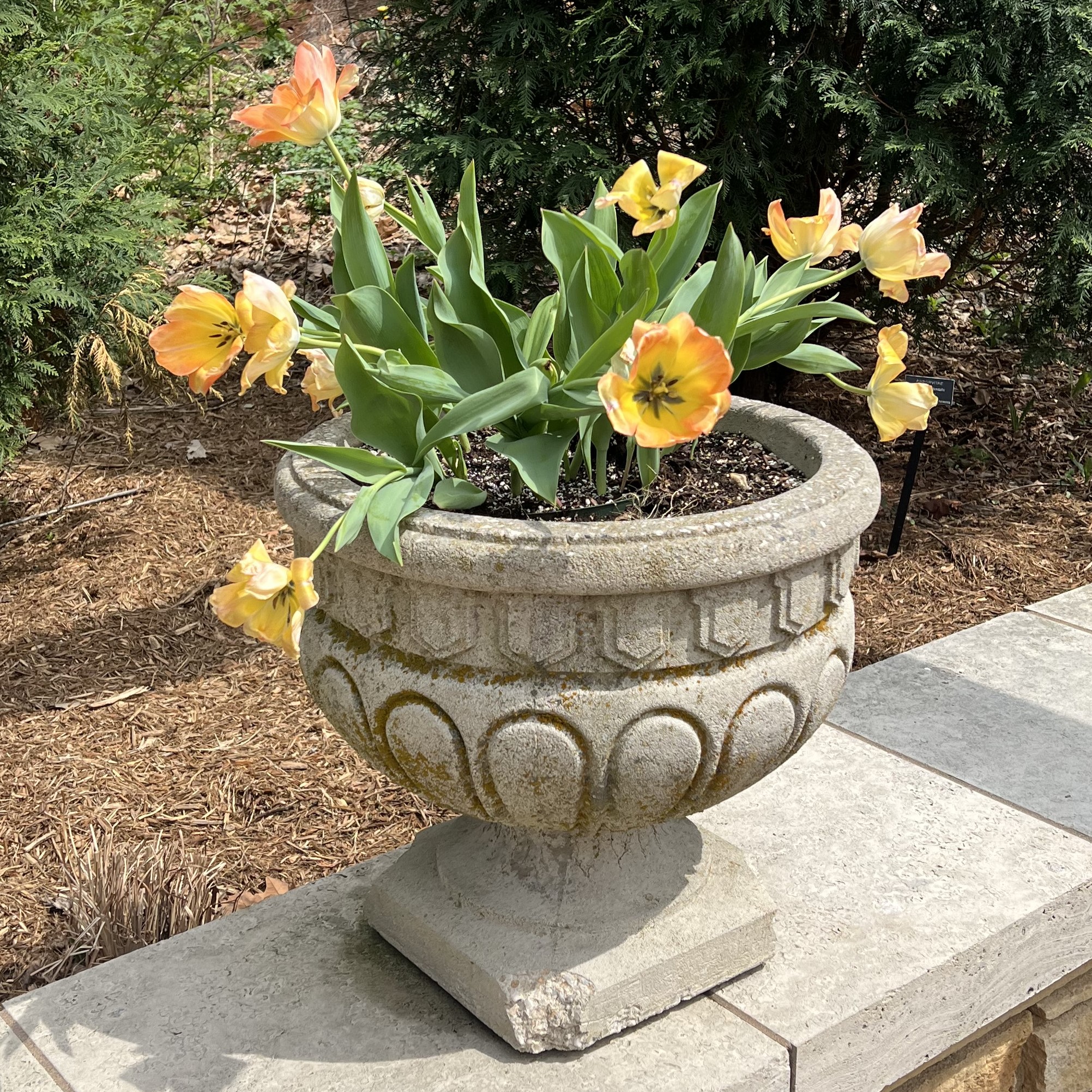 small stone containers with tulips 