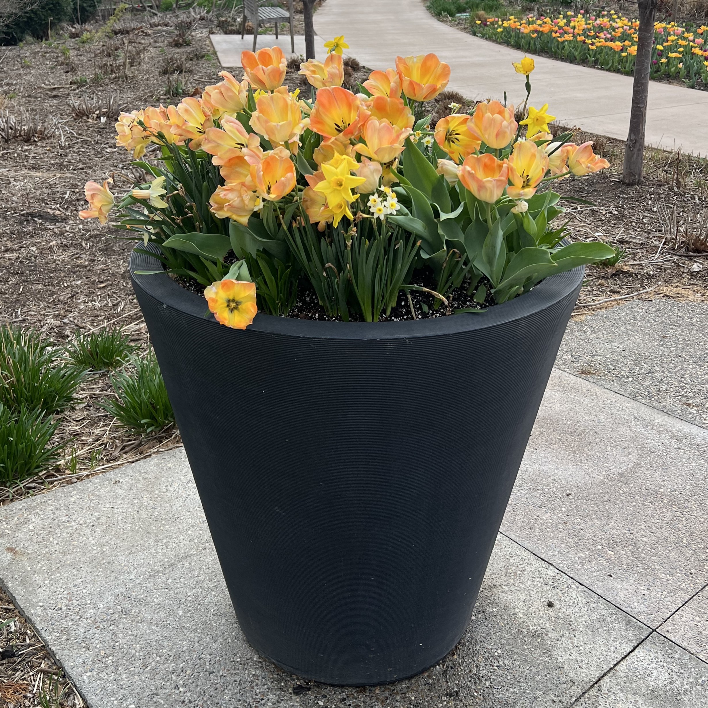 a large black container with tulips and daffodils
