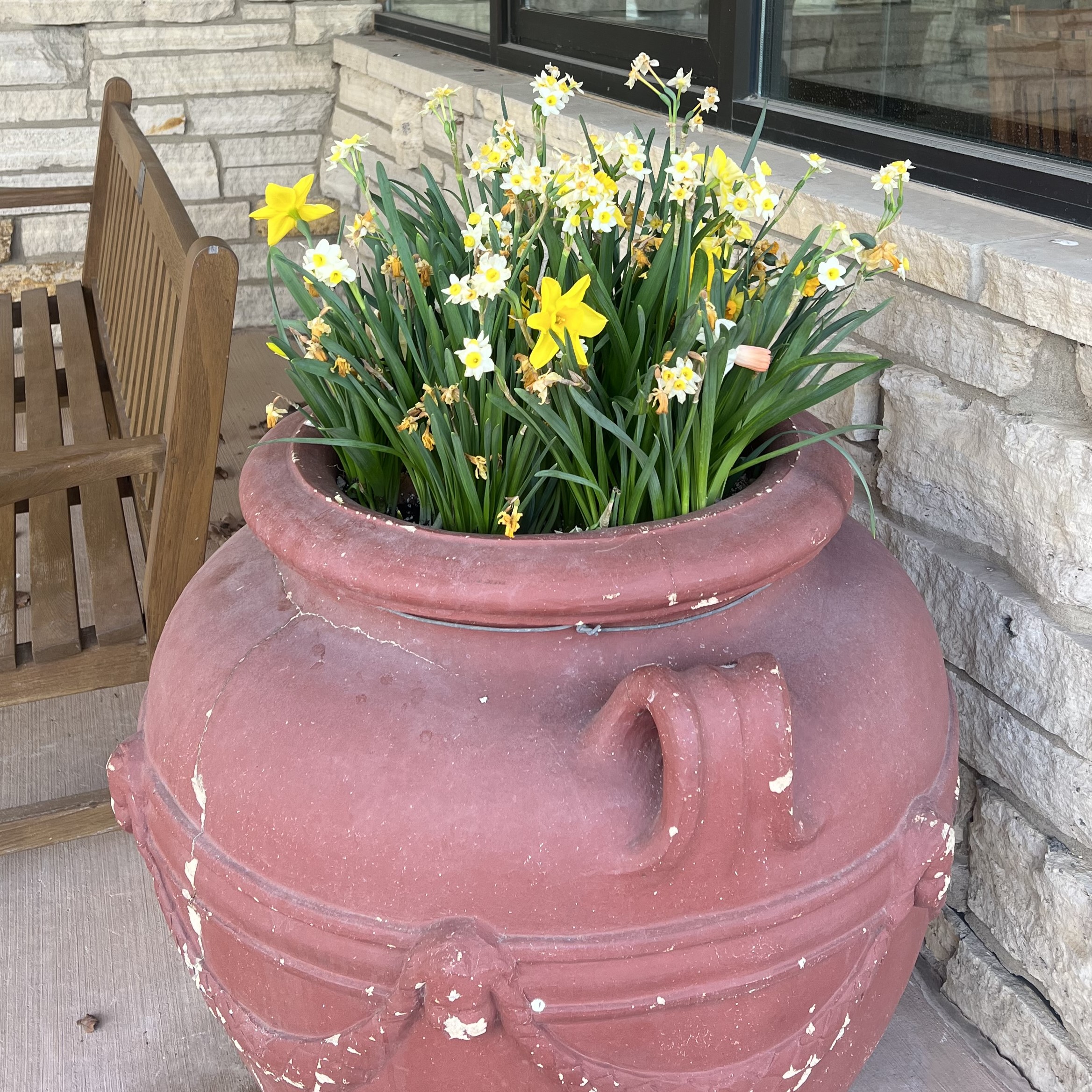 a large red urn with daffodils