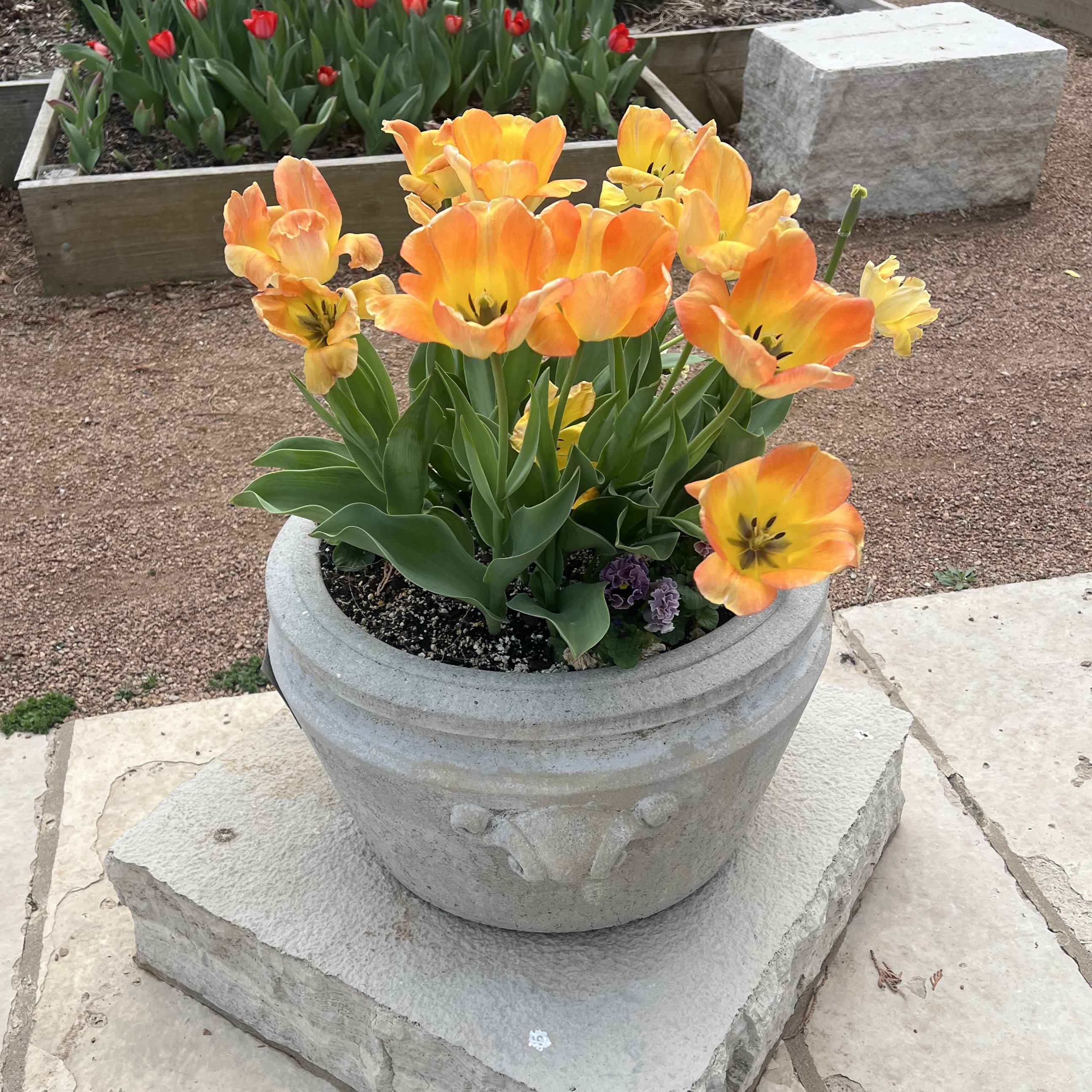 small stone containers with tulips