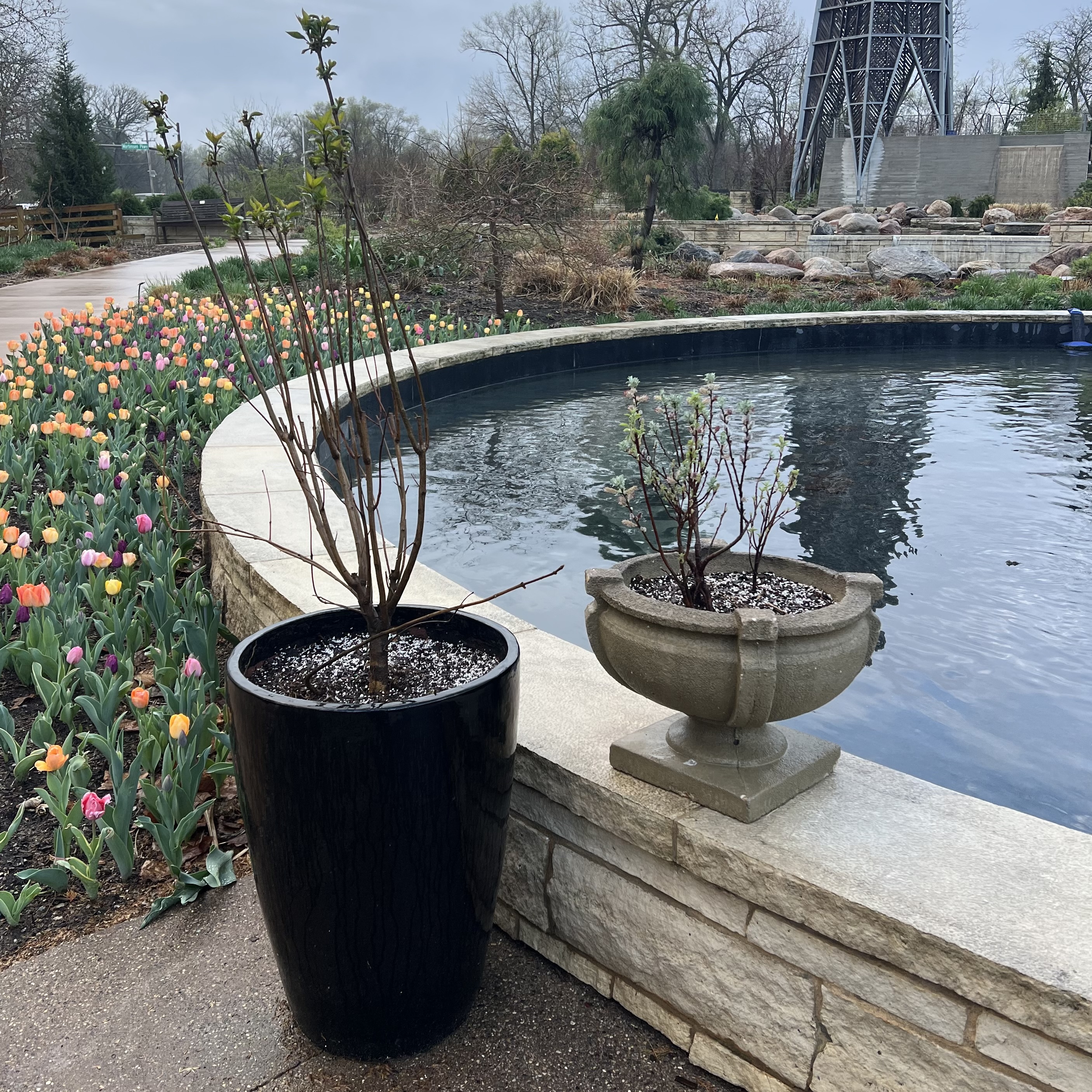 two containers with common lilac and pussy willow