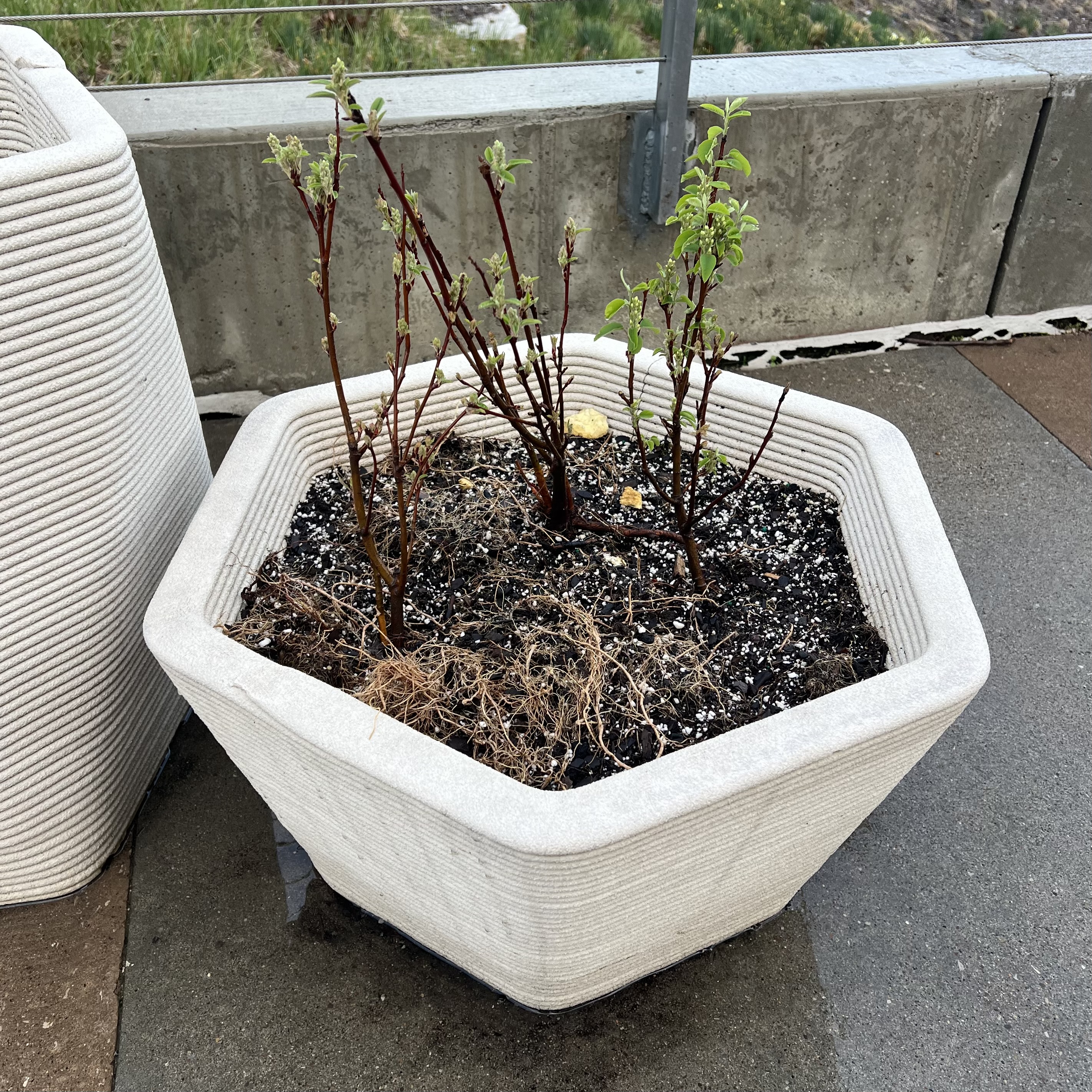 white, 3D printed containers with pussy willow