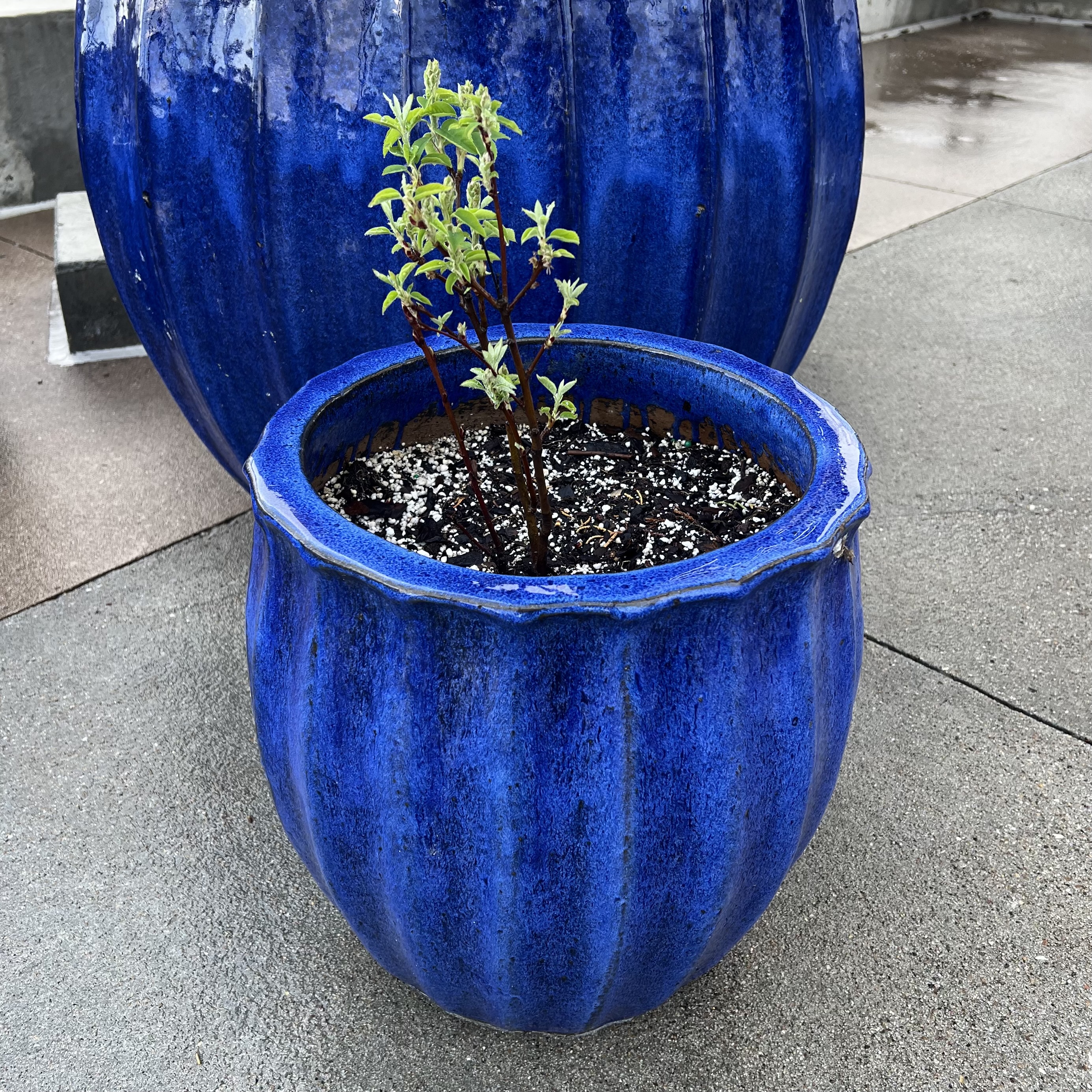 blue containers with pussy willow