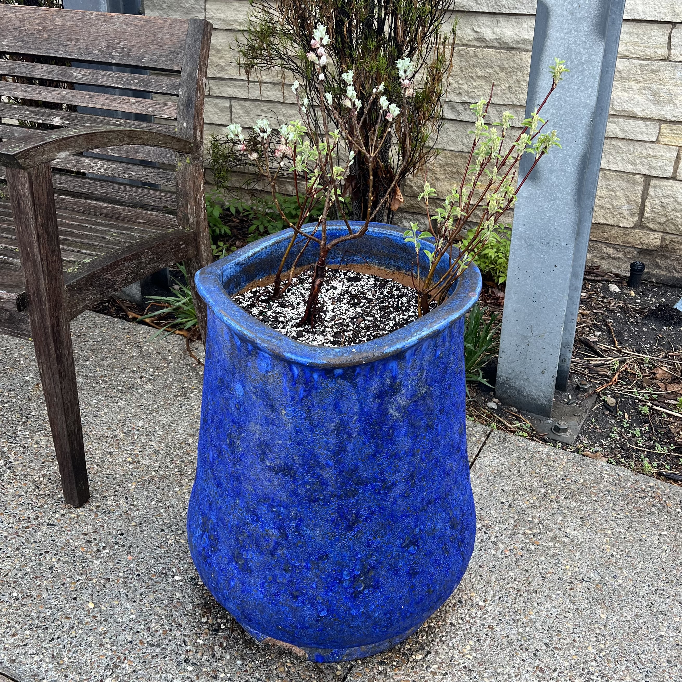 medium sized containers with pussy willows