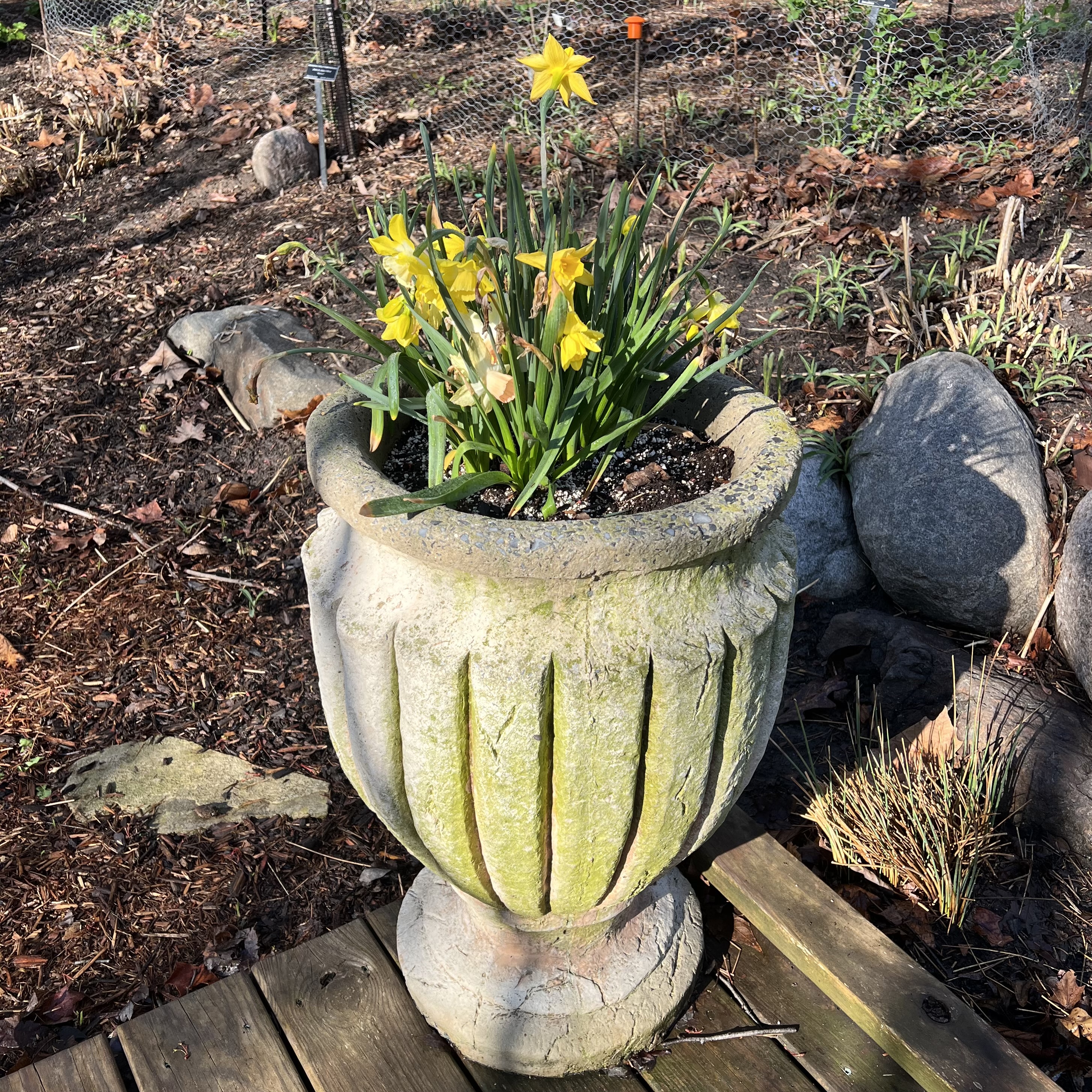 a medium stone container with daffodils