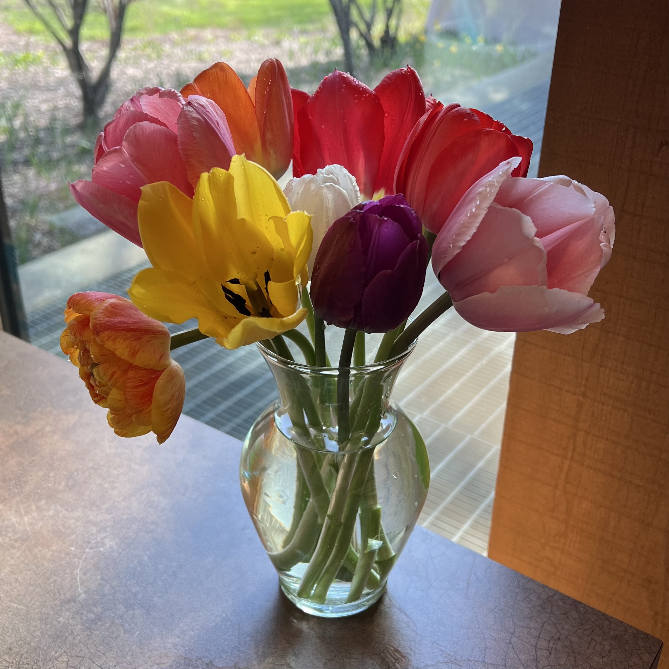 a combination of ten colorful tulip cultivars 