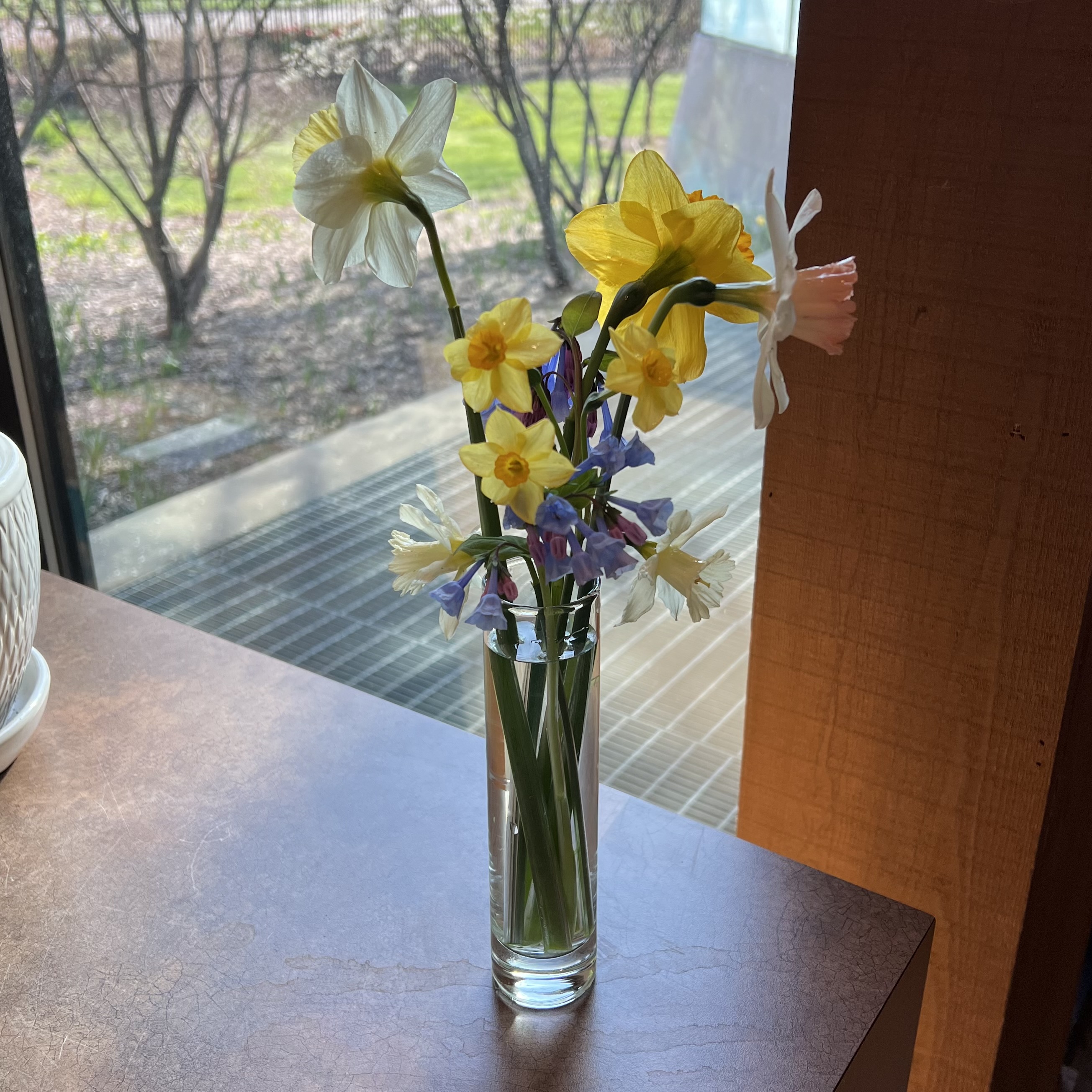 a combination of virginia bluebells, trumpet daffodils, and mini daffodils