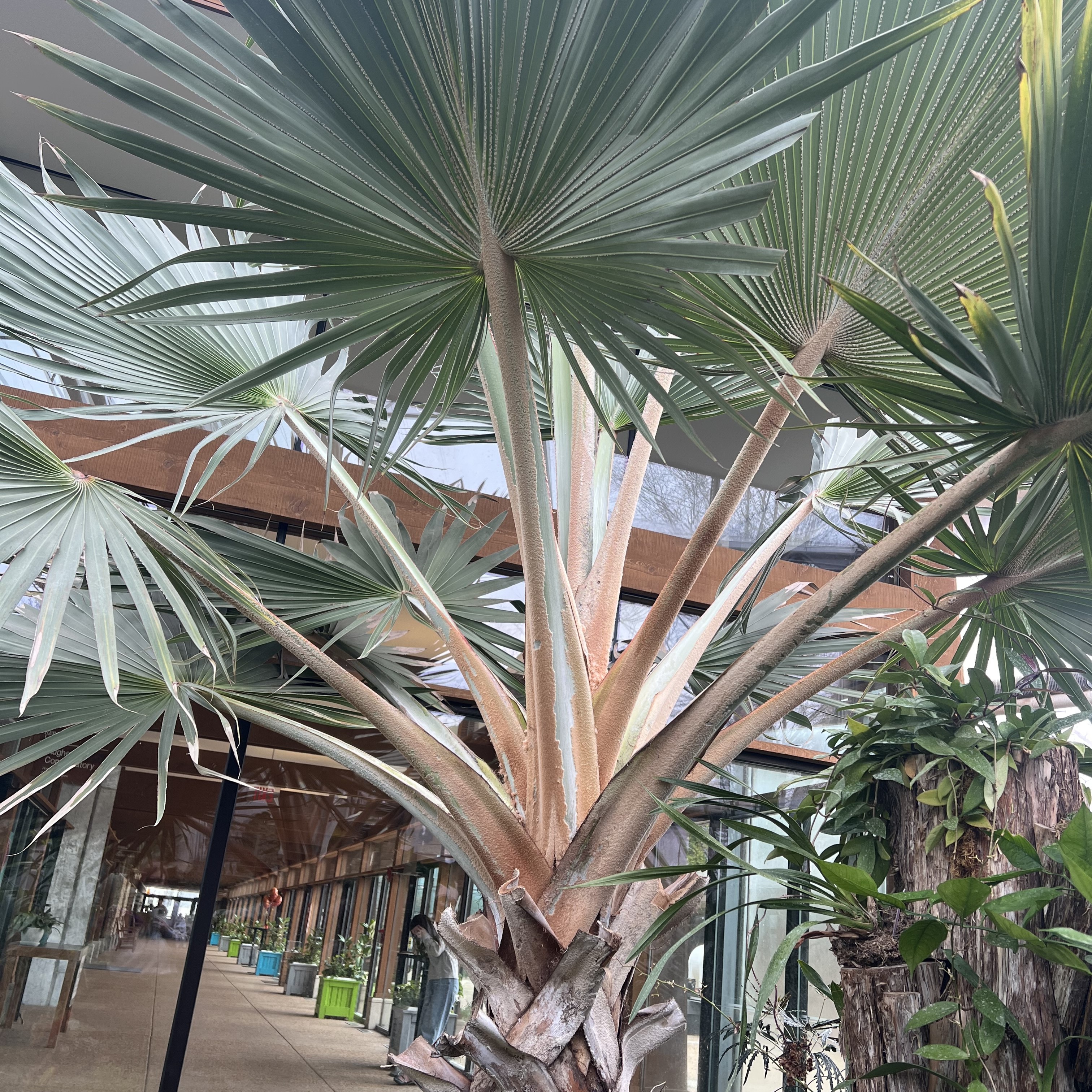 a large palm with fan shaped fronds