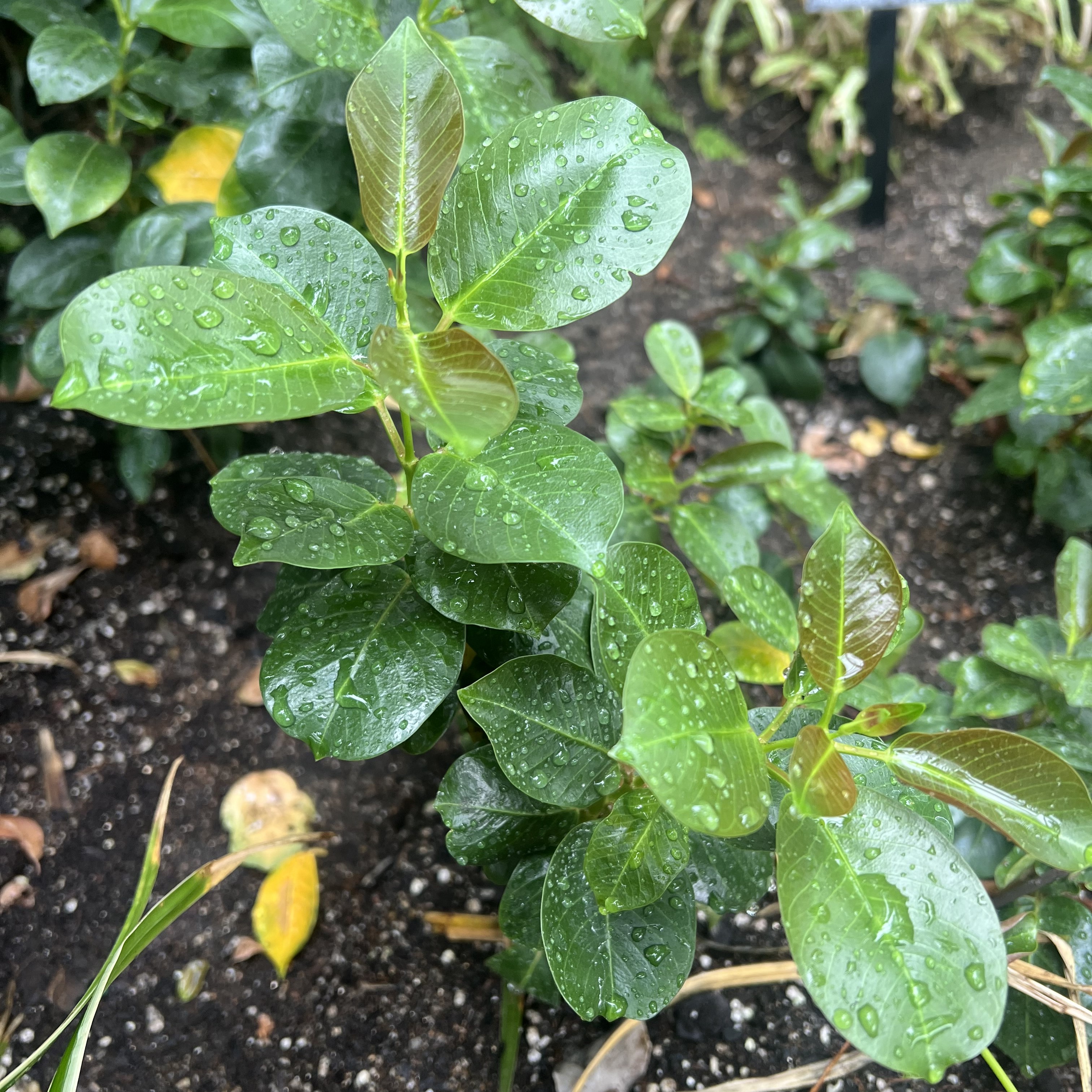 small leaves with a red tint and red blooms