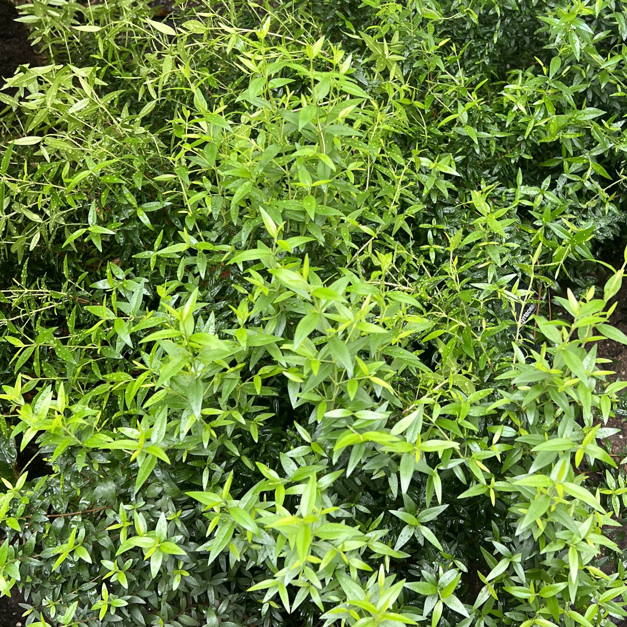 a bushy plant with tiny leaves on viney stems