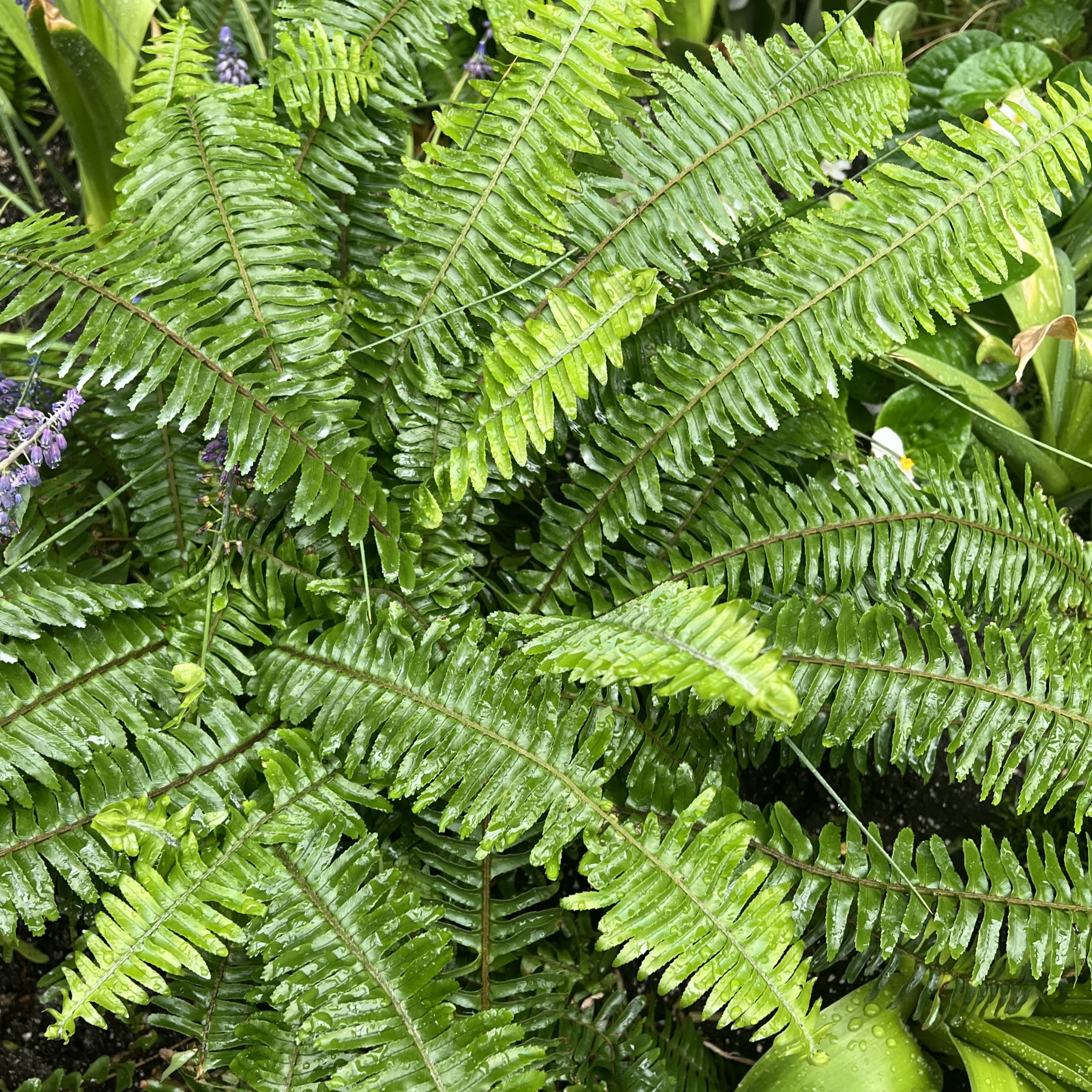 small opposite leaves on a bushy plant