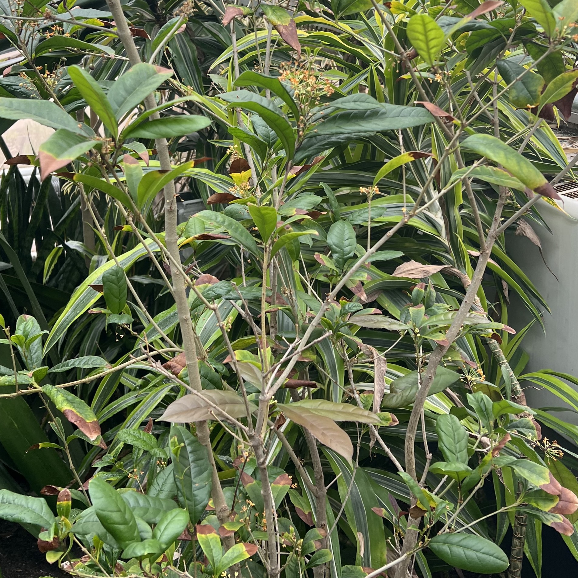 tall, woody stems with oval leaves