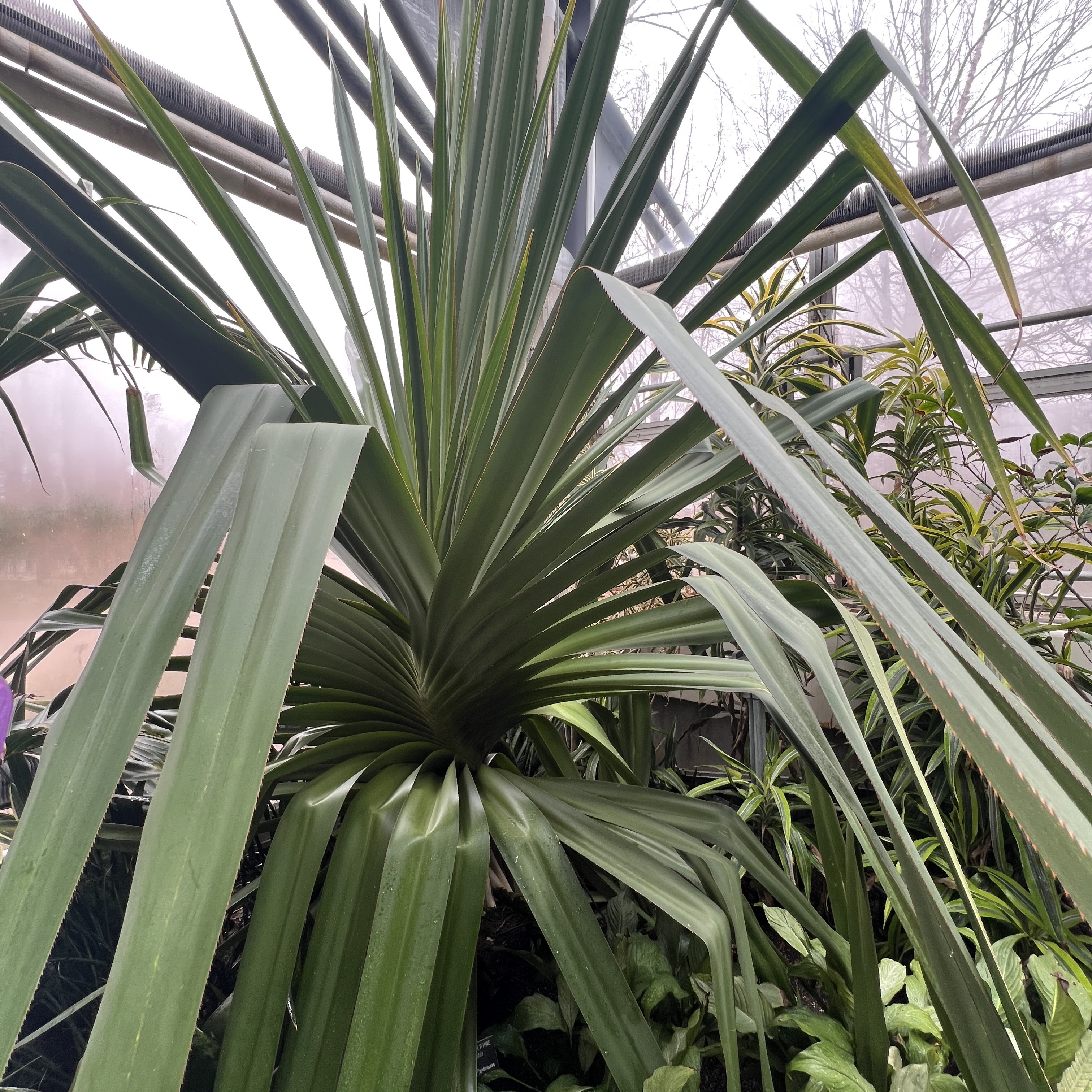 a huge corkscrewed plant with large leaves with spikes on the edges