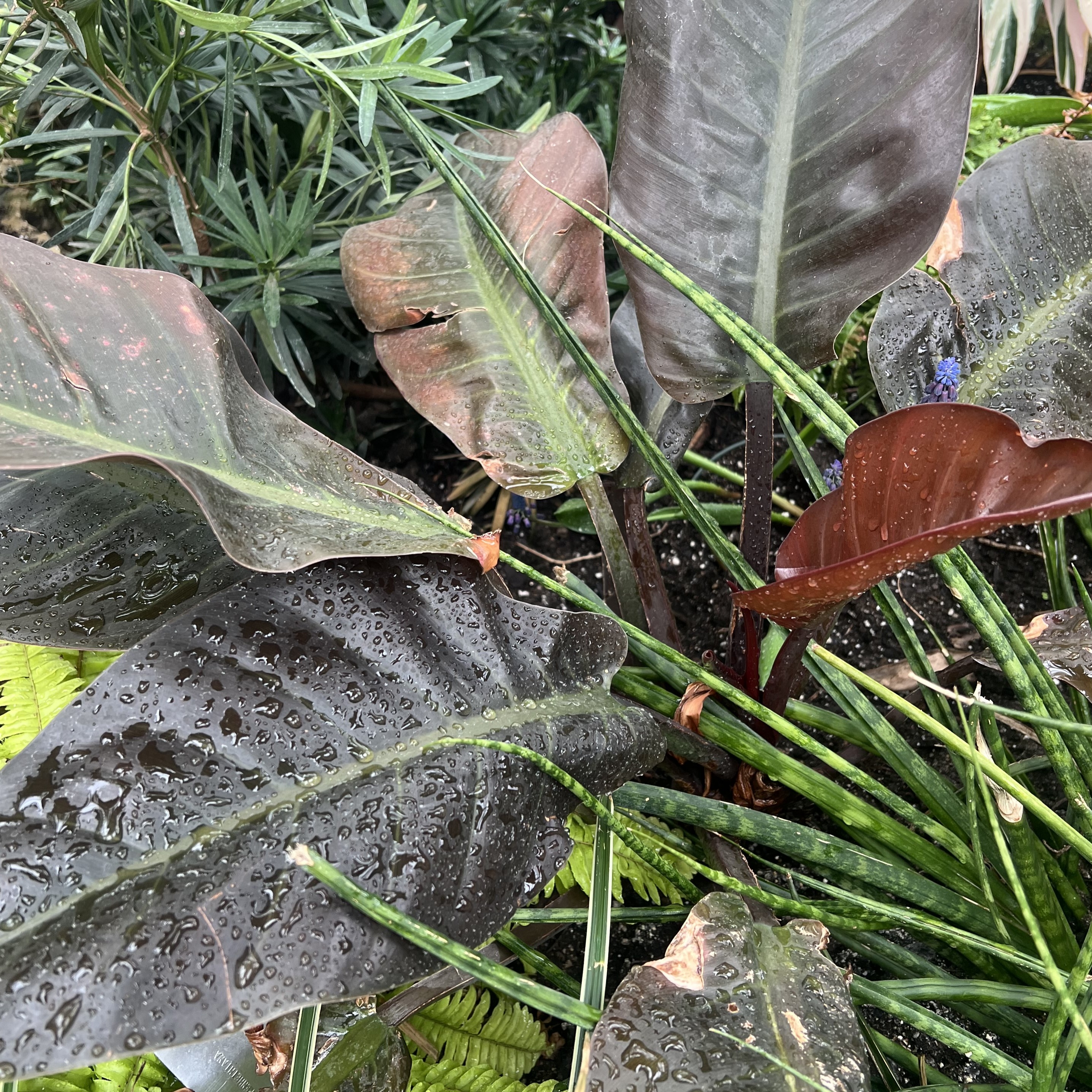 large, deep red foliage