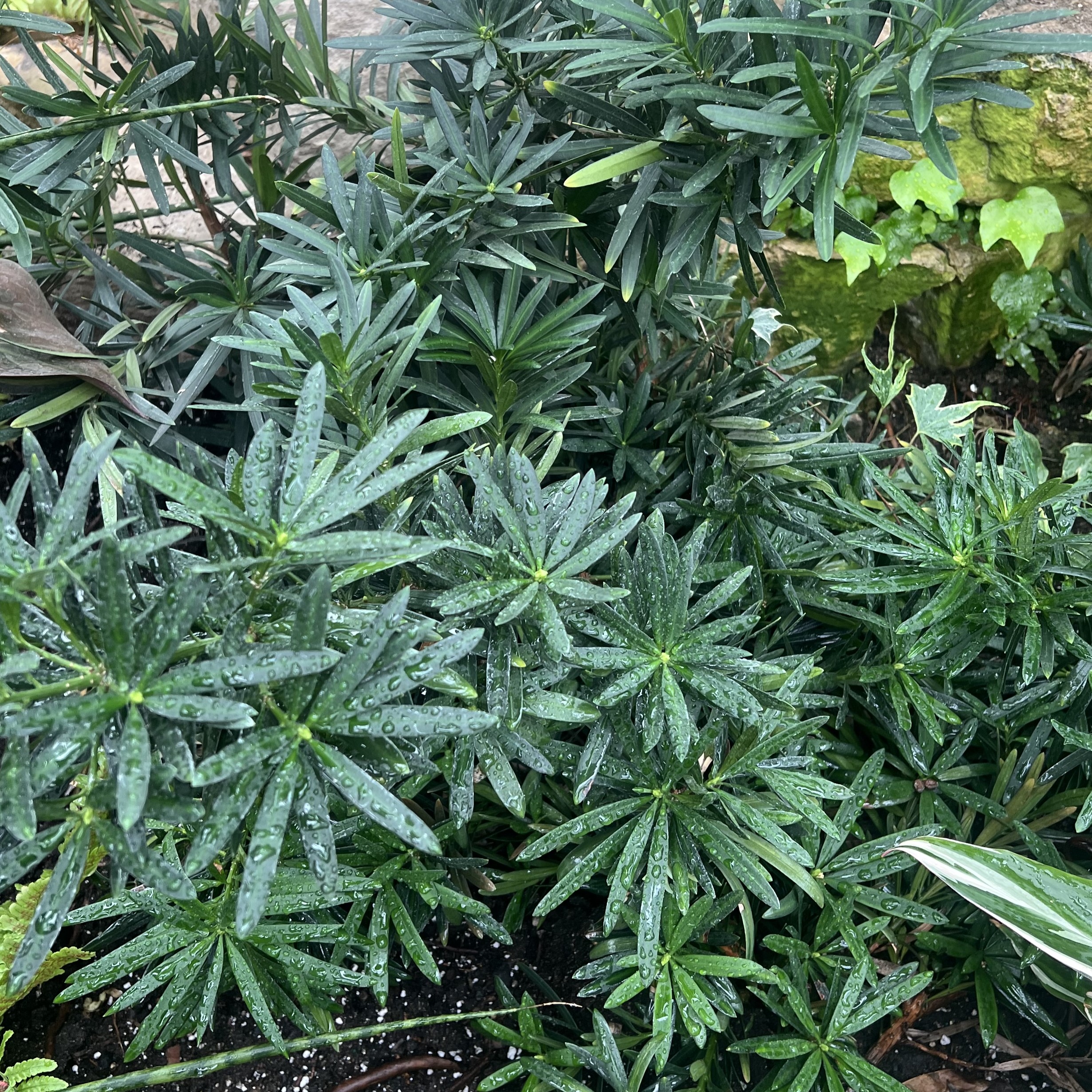 small, blue/green palmate leaves