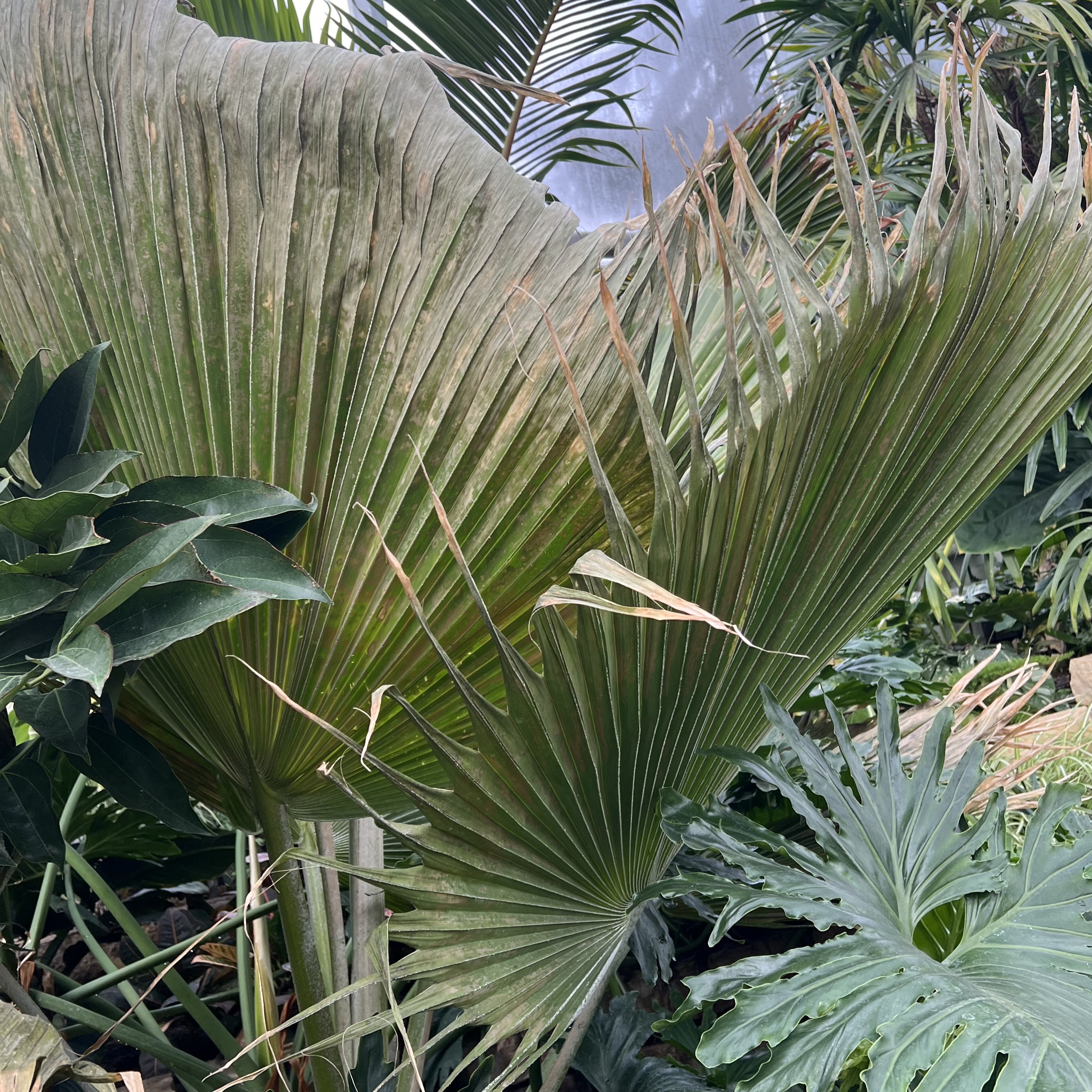 large fan shaped leaves