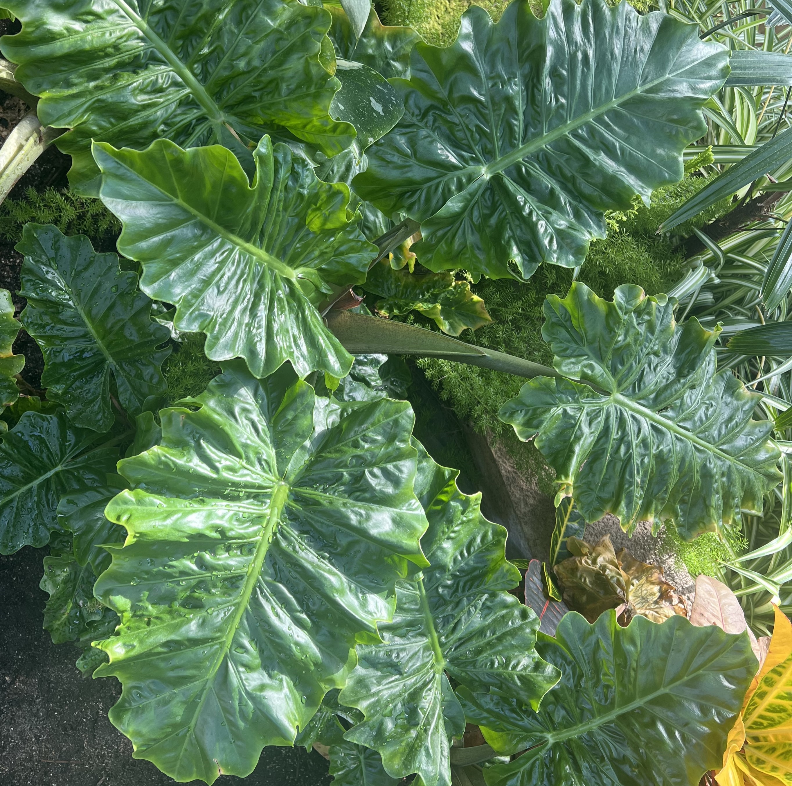 green textured leaves 