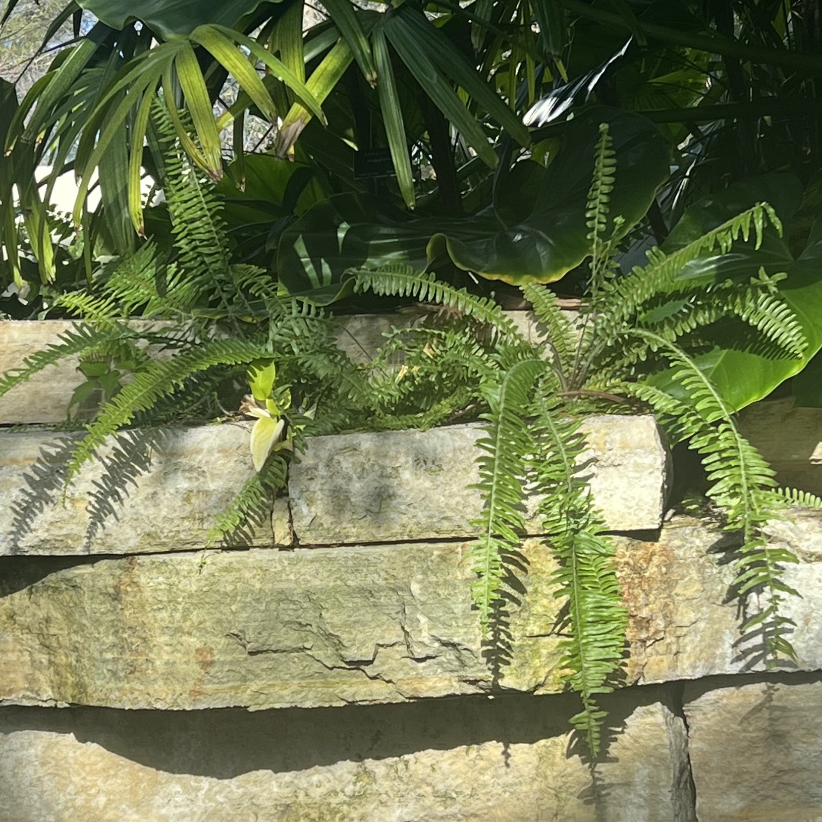 a fern with long viney stems with opposite leaves