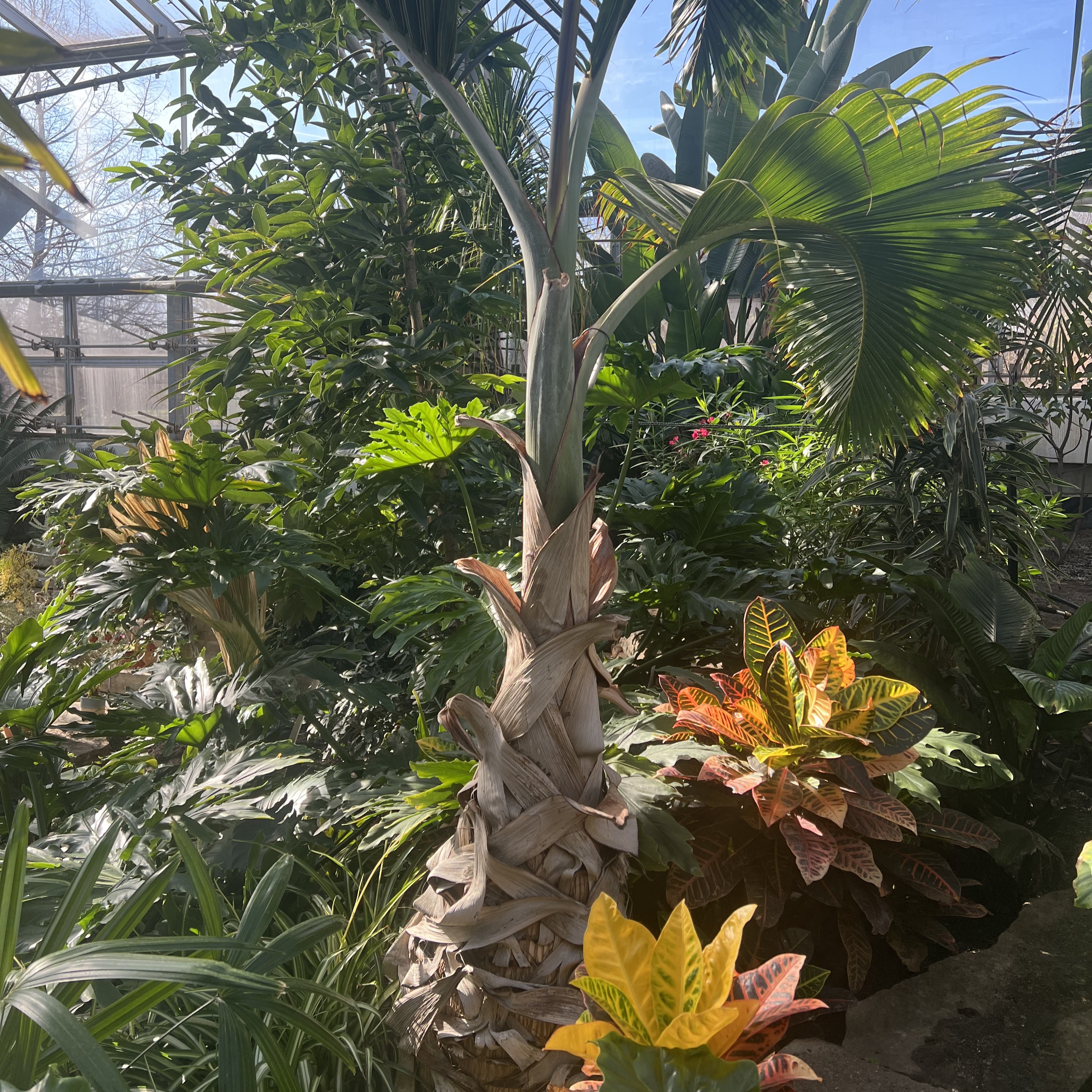 a palm with a ball-shaped base and medium sized fronds