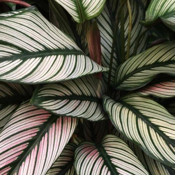 green leaves with white striping and pink tint