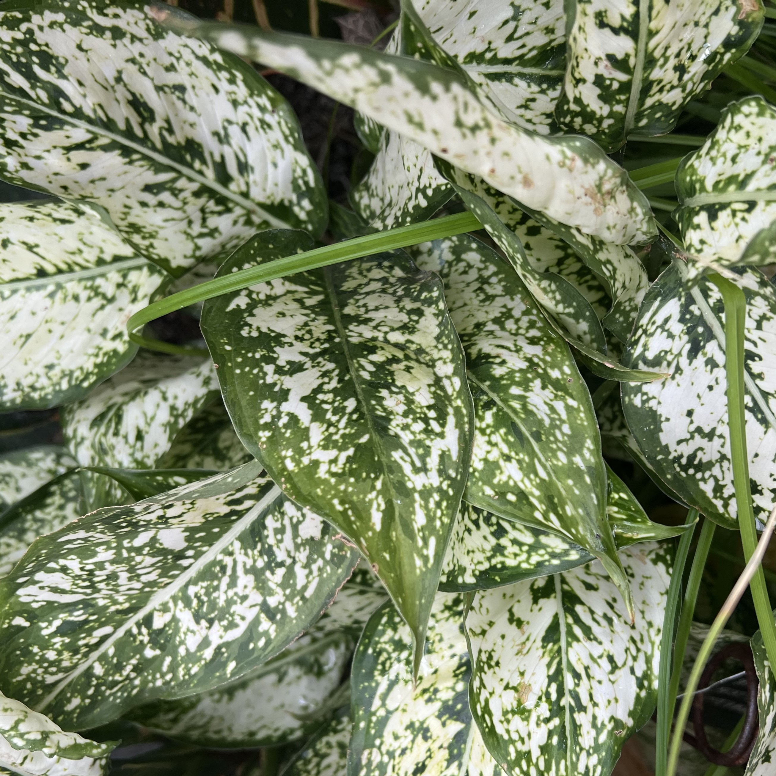 small green leaves with white variegation covering most of the leaves