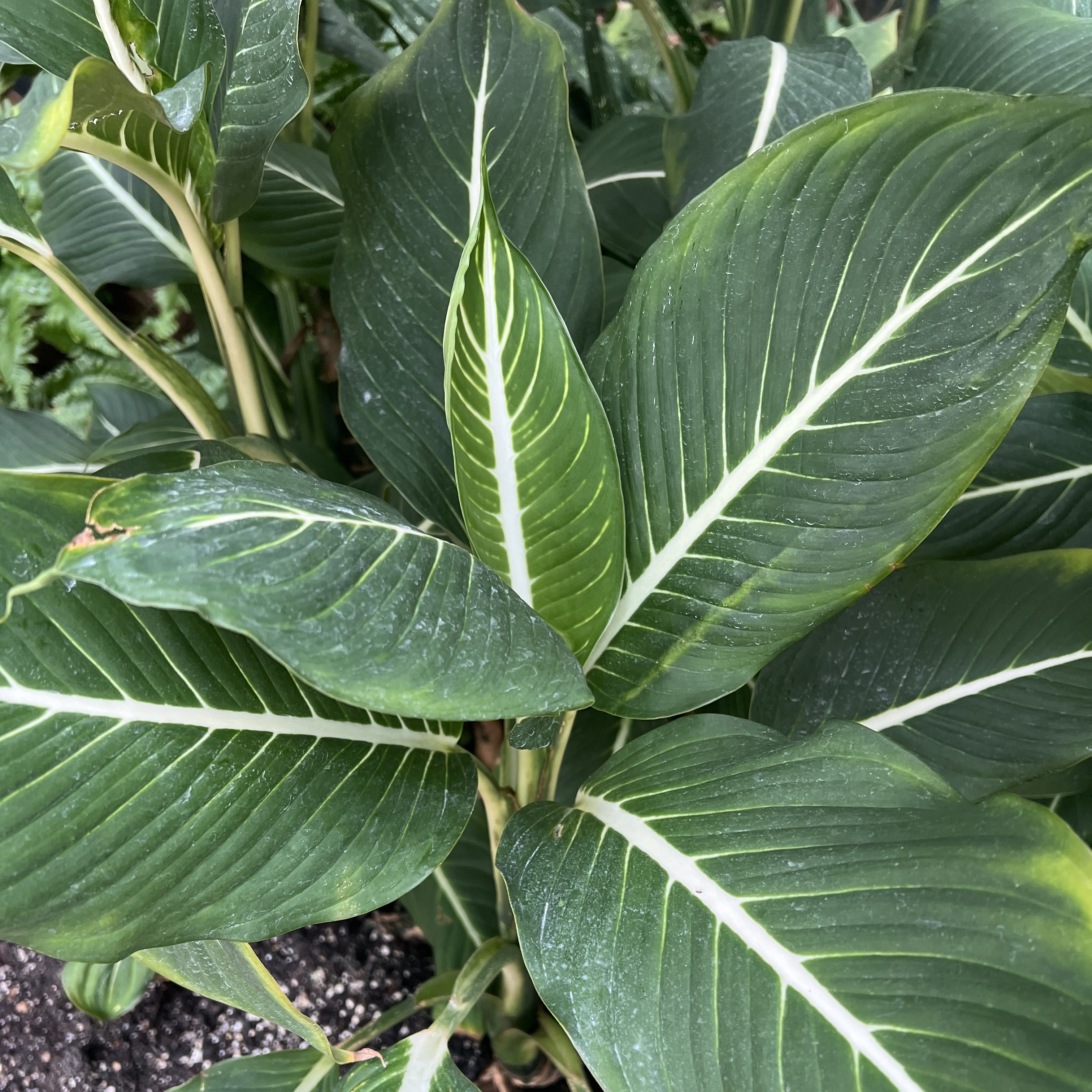 green leaves with white veins
