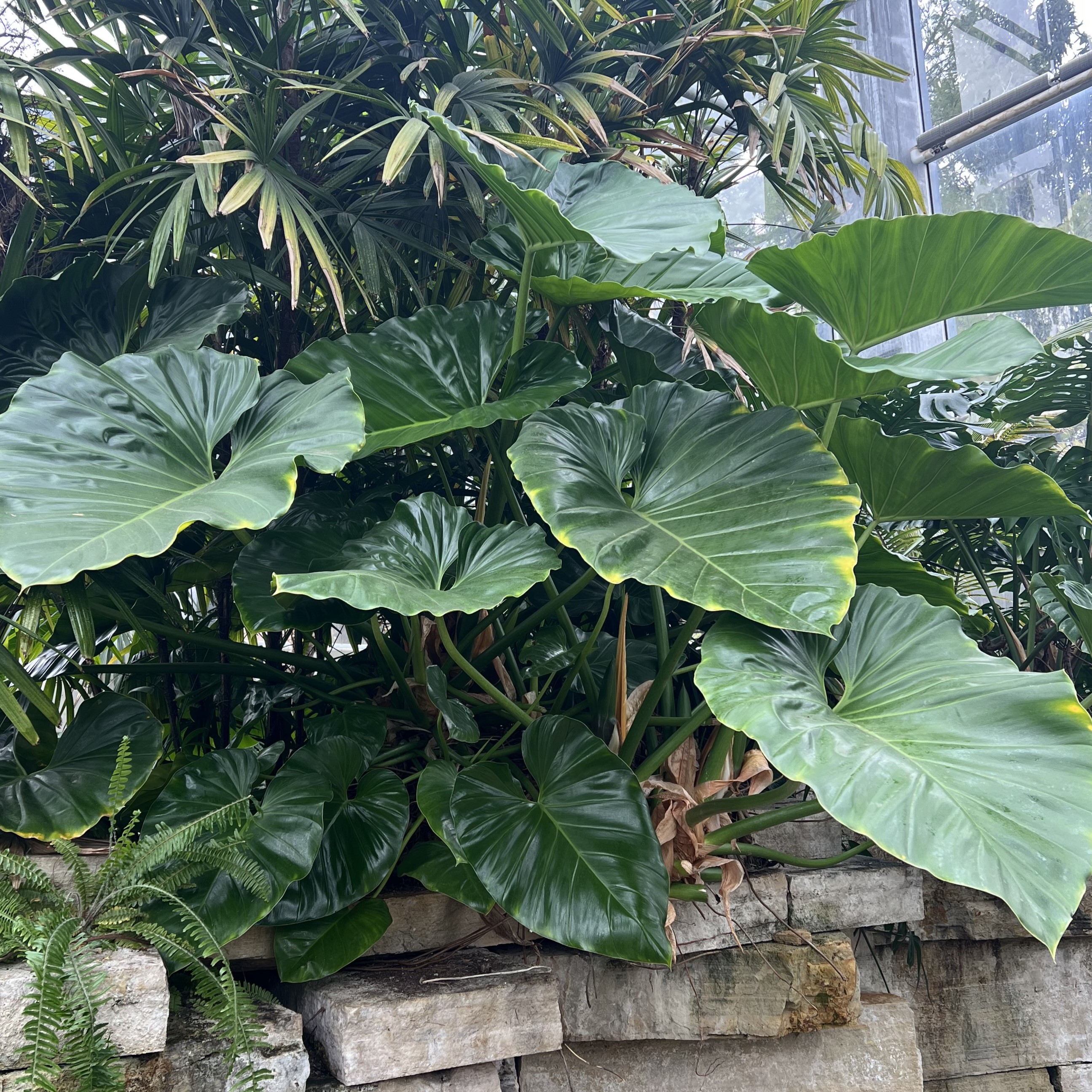 giant leaves growing sort of like a vine