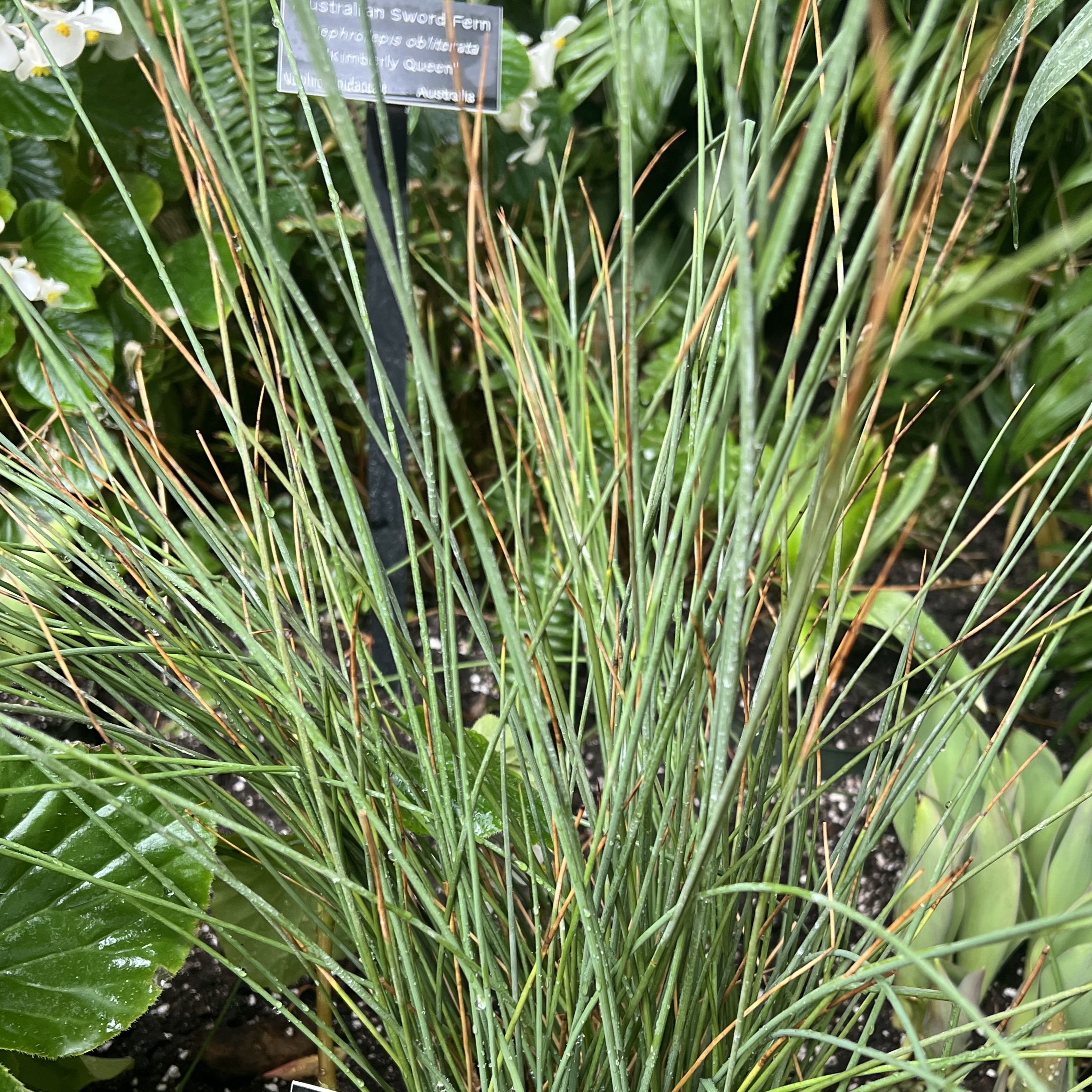 thin green grass with orange tips
