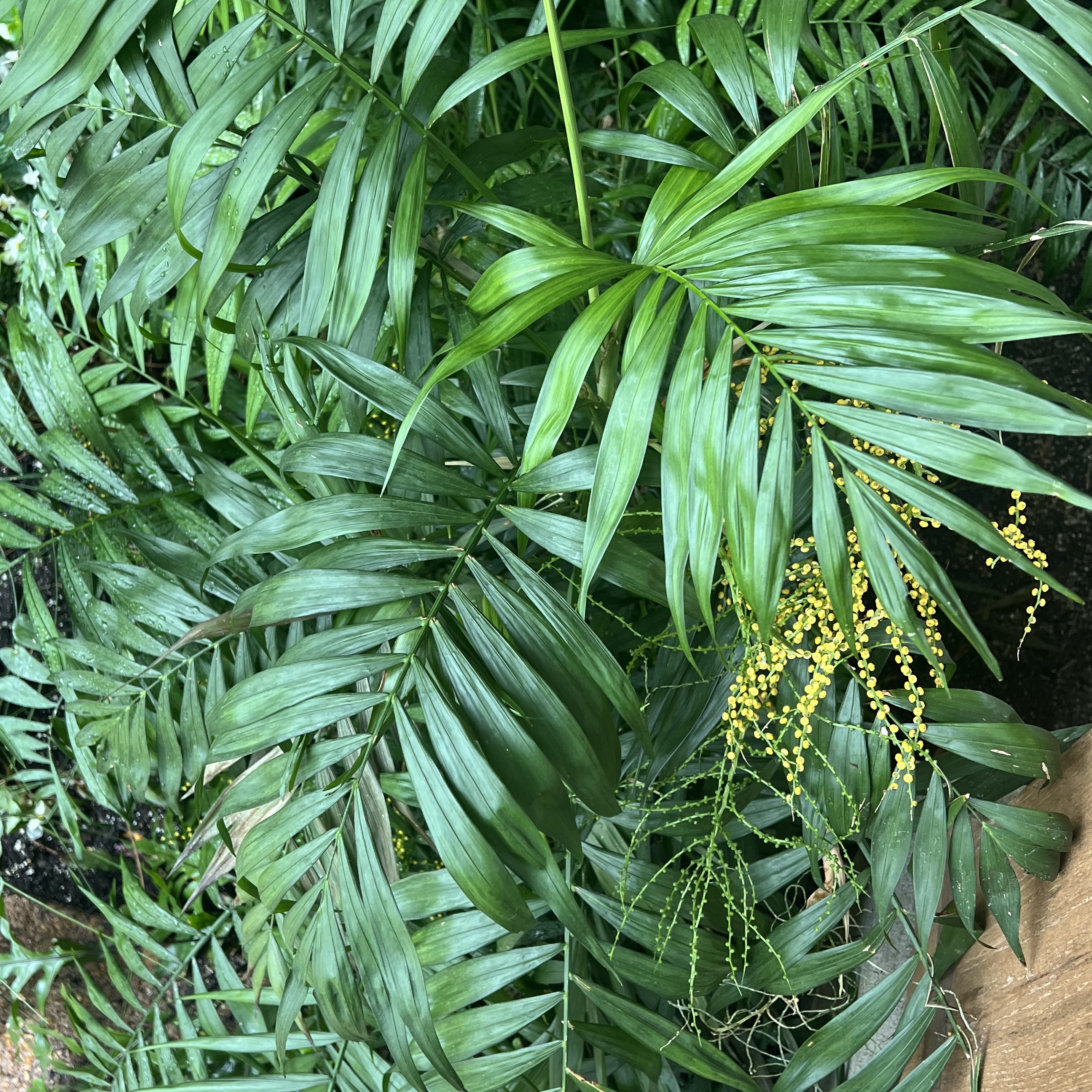 blue/green palm fronds in a bush form