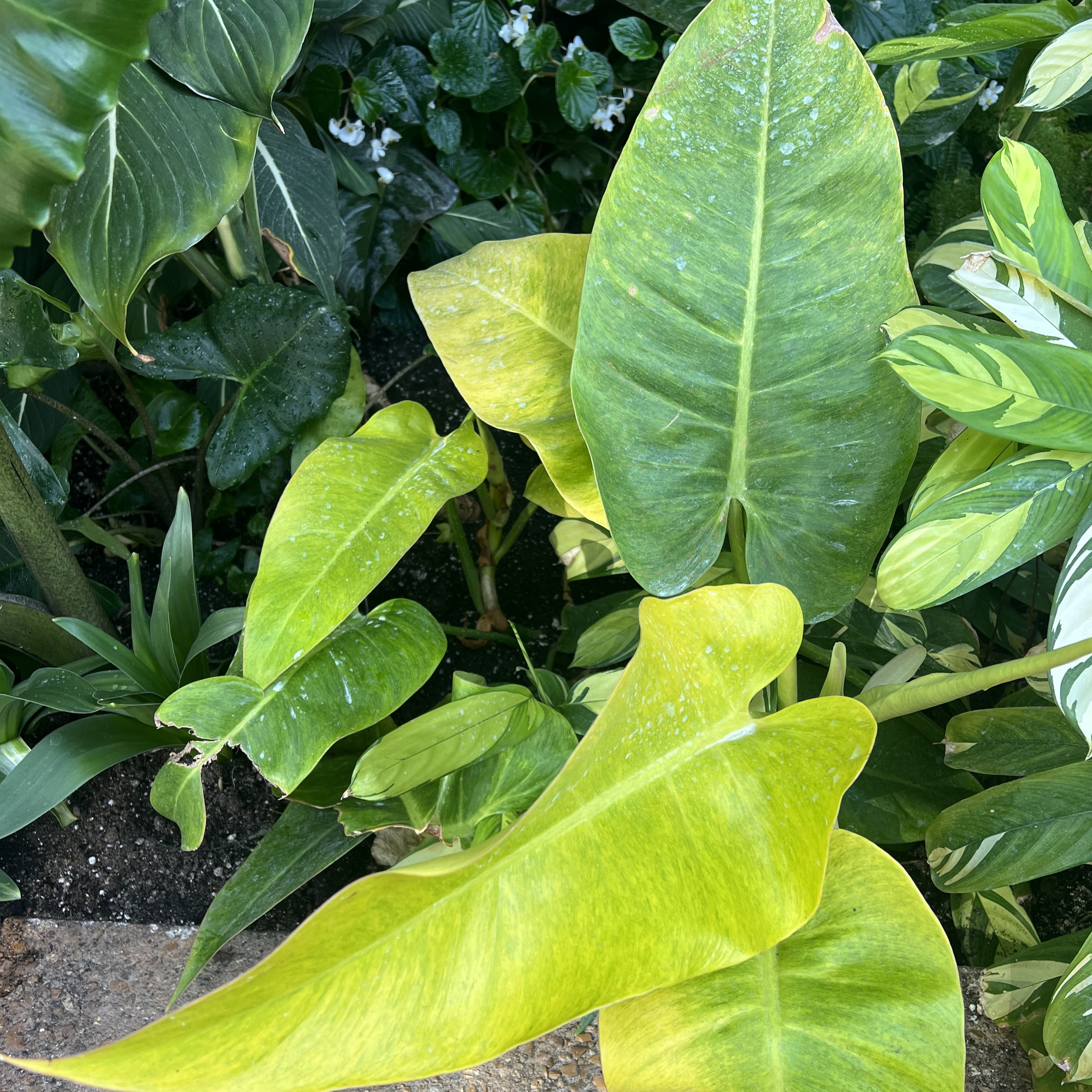large leaves ranging from a lime green/yellow to a more vibrant green