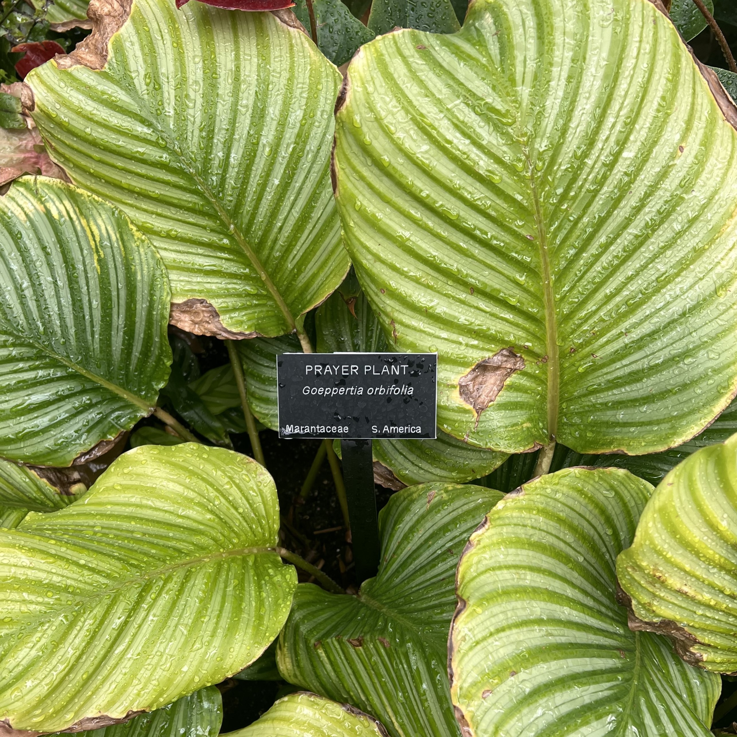 oval shaped green variegated leaves
