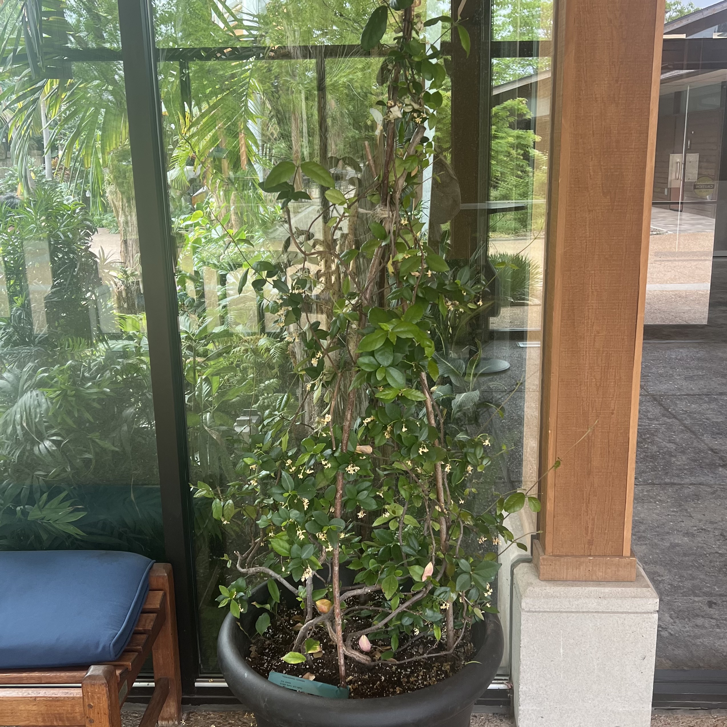 a tall plant with small leaves and fragrant flowers
